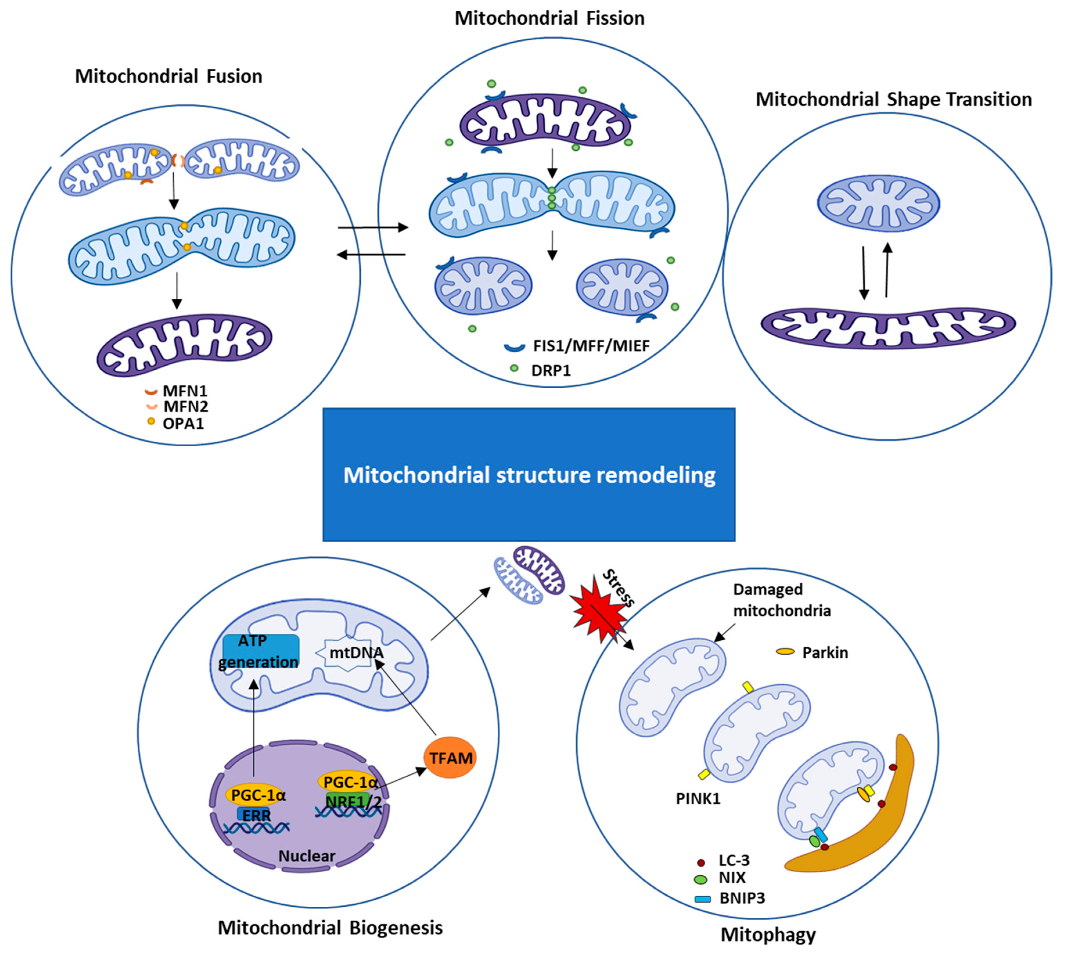 IJMS | Free Full-Text | Structural and Functional Remodeling of  Mitochondria in Cardiac Diseases | HTML