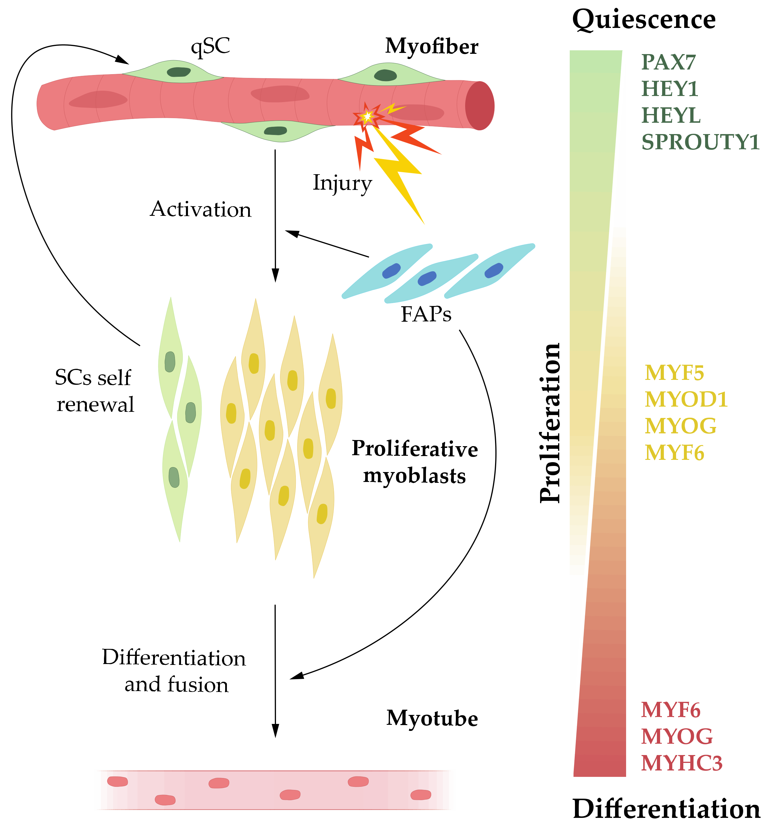 IJMS | Free Full-Text | MiRNAs and Muscle Regeneration