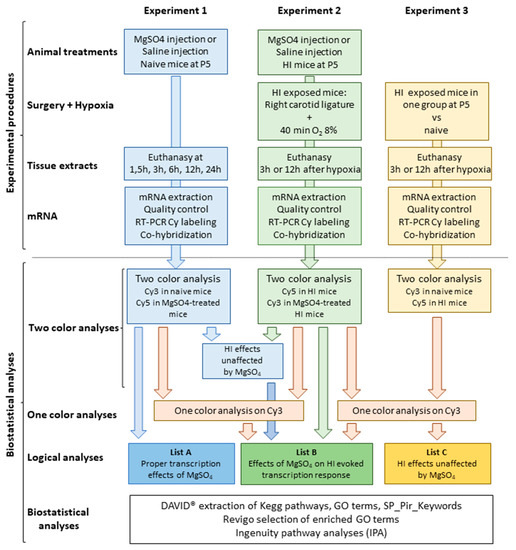 Effect of antenatal magnesium sulphate on MRI biomarkers of white