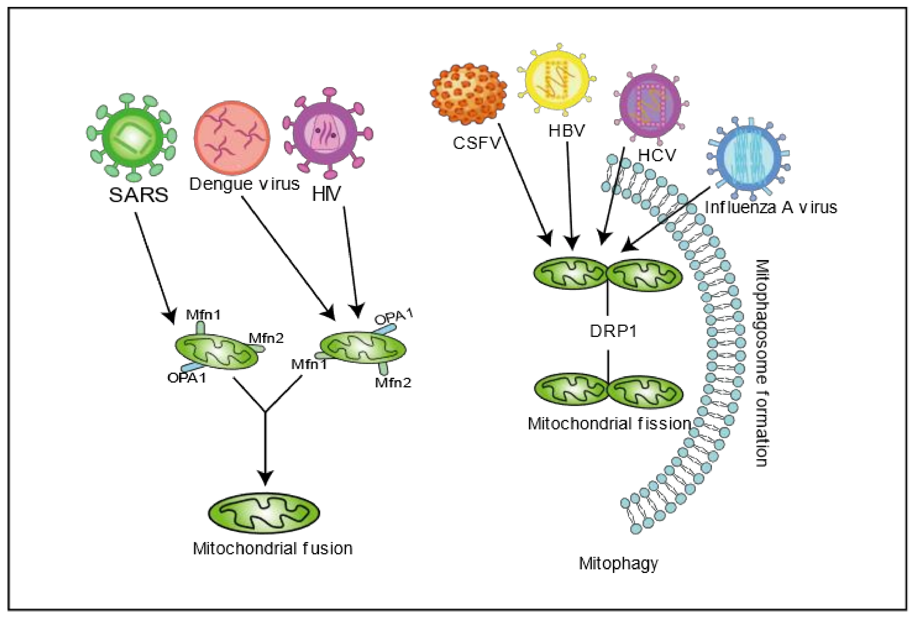 IJMS | Free Full-Text | Viral Infection Modulates Mitochondrial Function