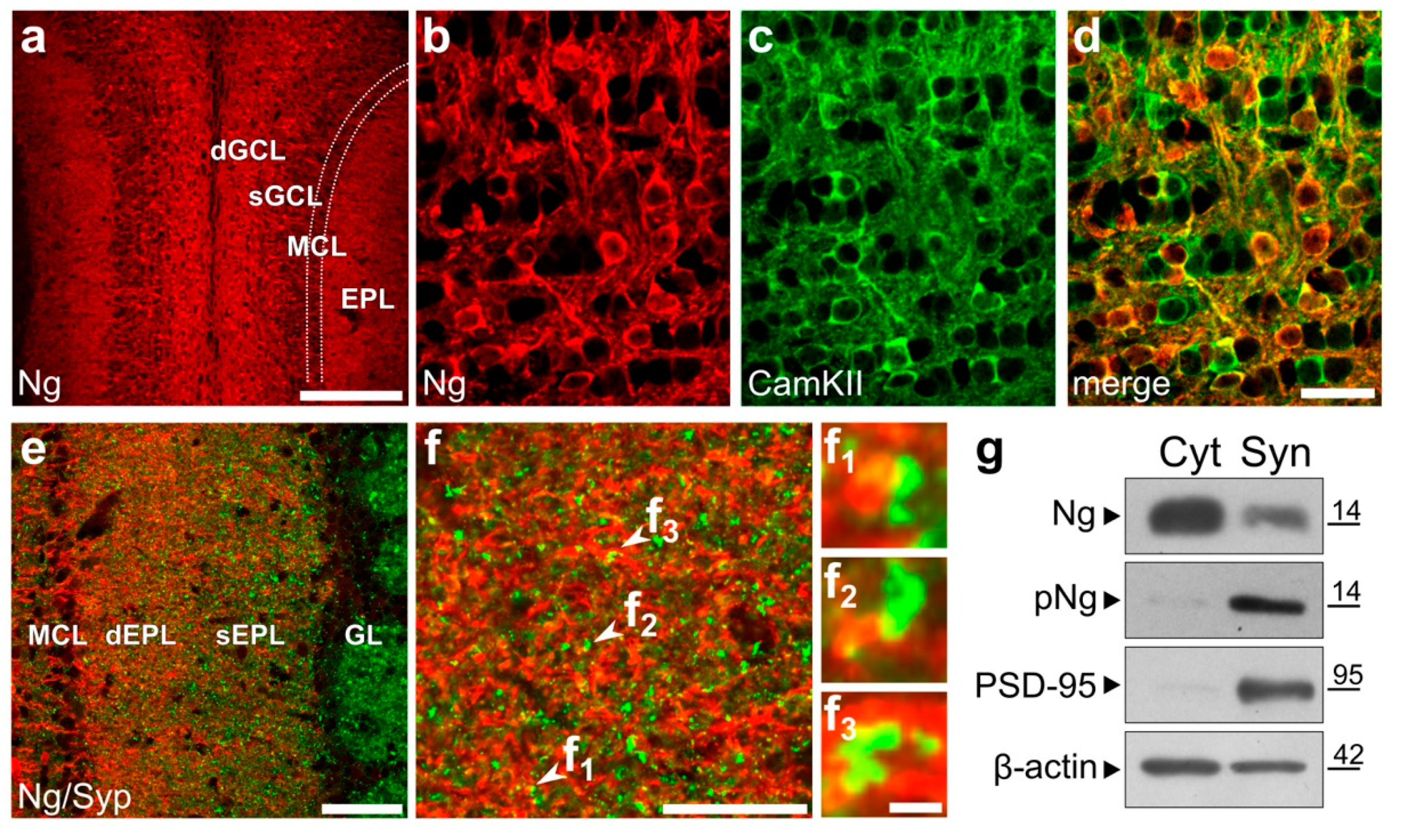 Ijms Free Full Text Neurogranin Regulates Adult Born Olfactory Granule Cell Spine Density And Odor Reward Associative Memory In Mice Html