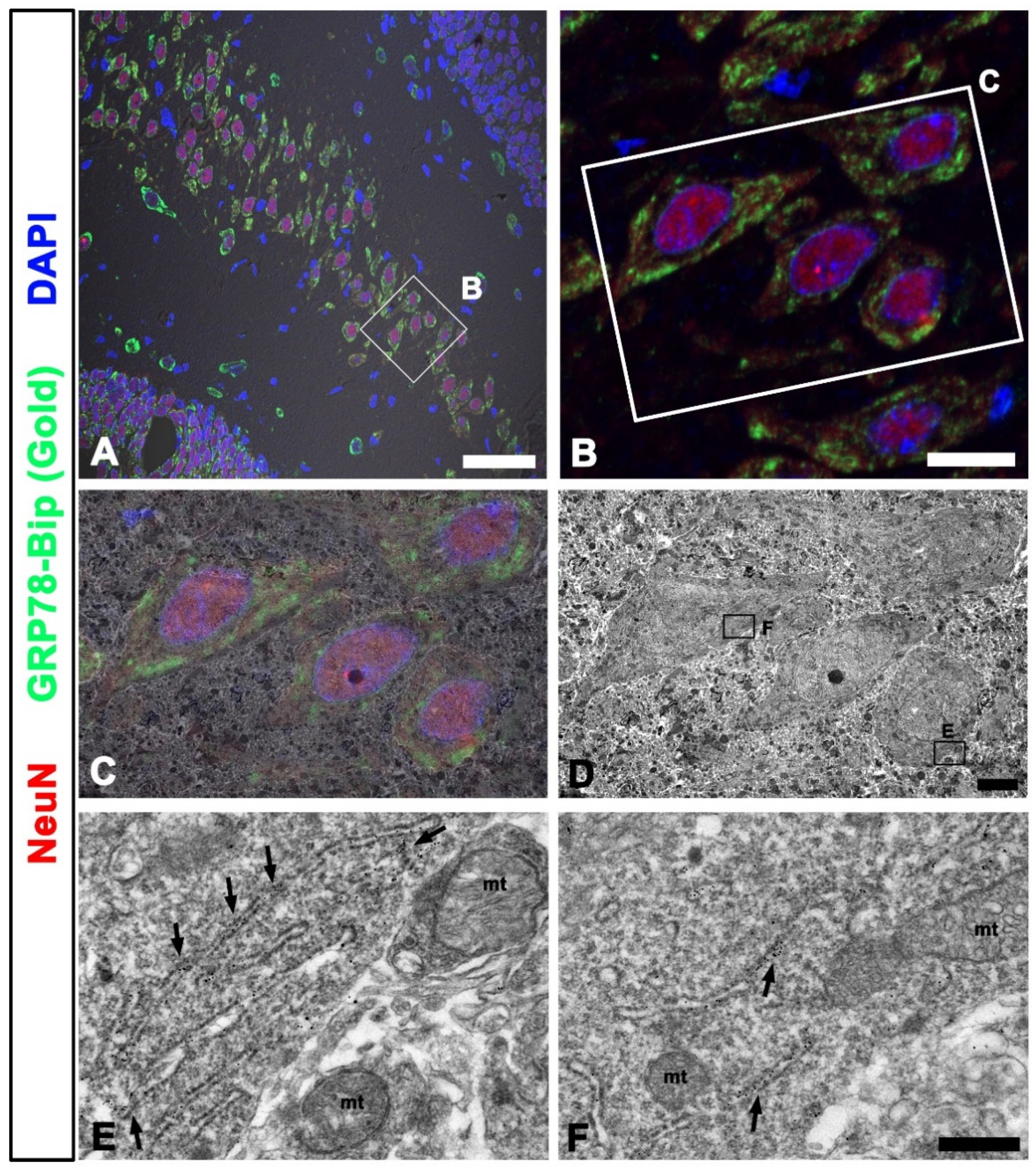 Ijms 22 04273 g004 Ijms 22 04273 g004