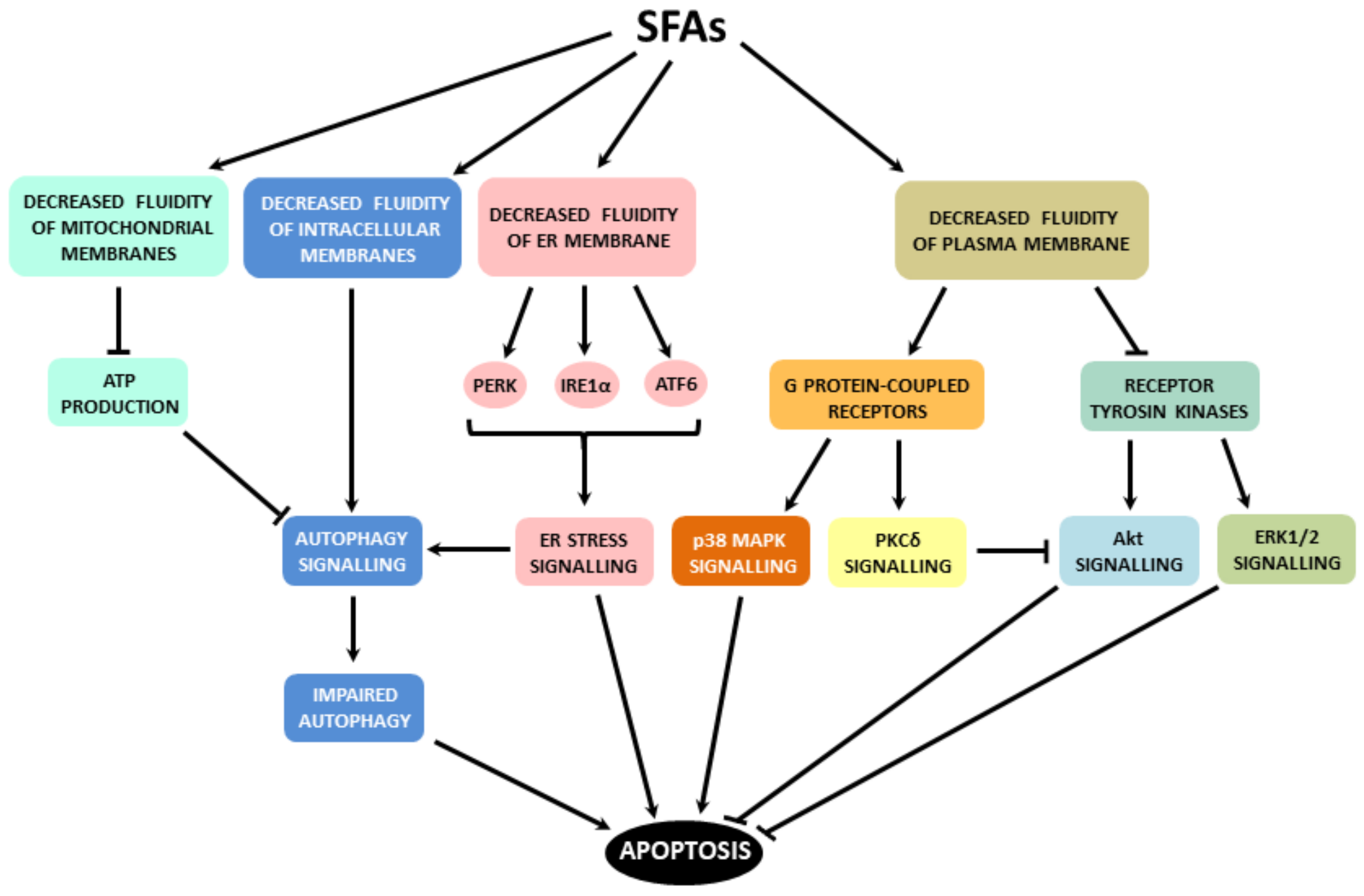 Ijms 22 04285 g004 Ijms 22 04285 g004