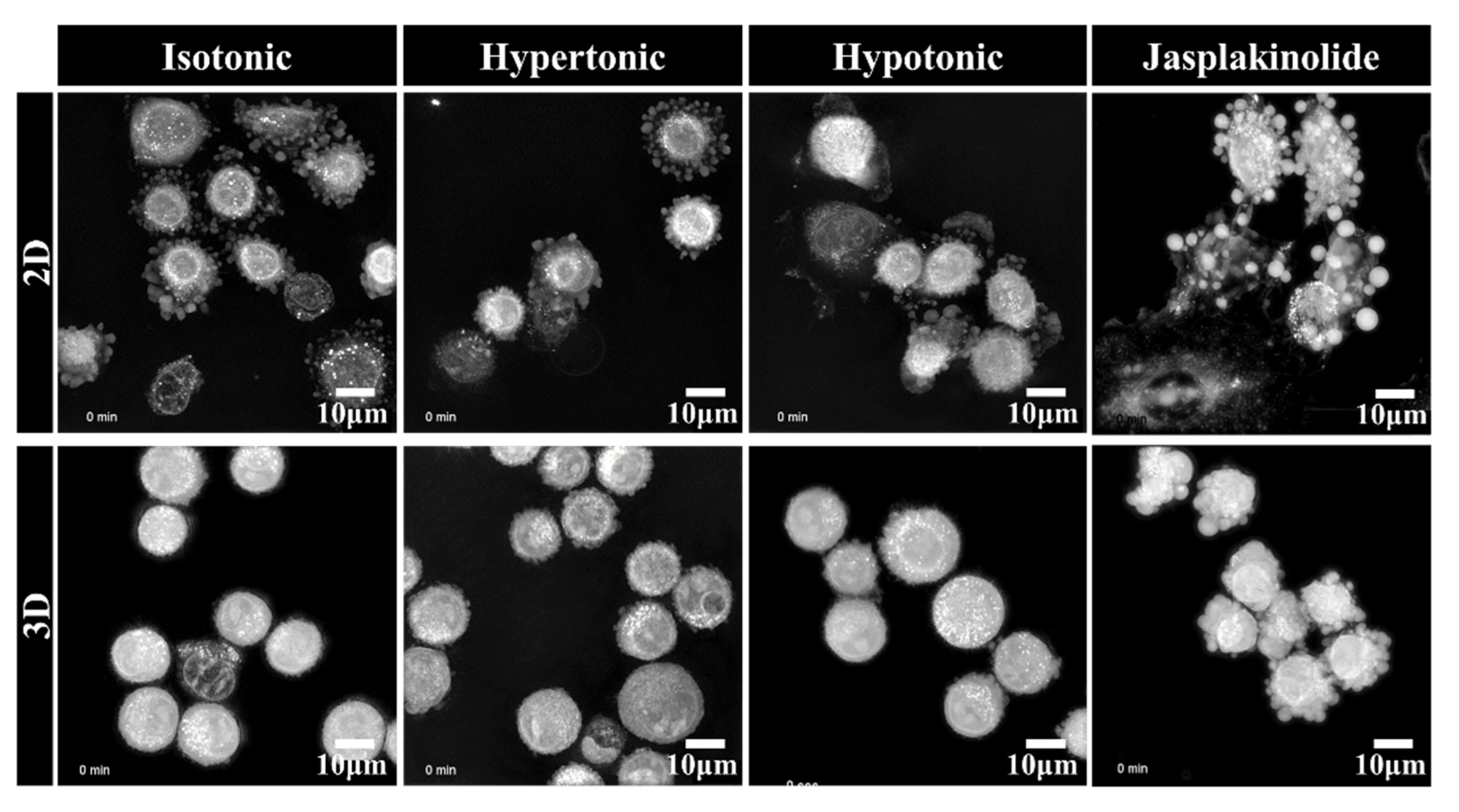 Ijms 22 04287 g002 Ijms 22 04287 g002