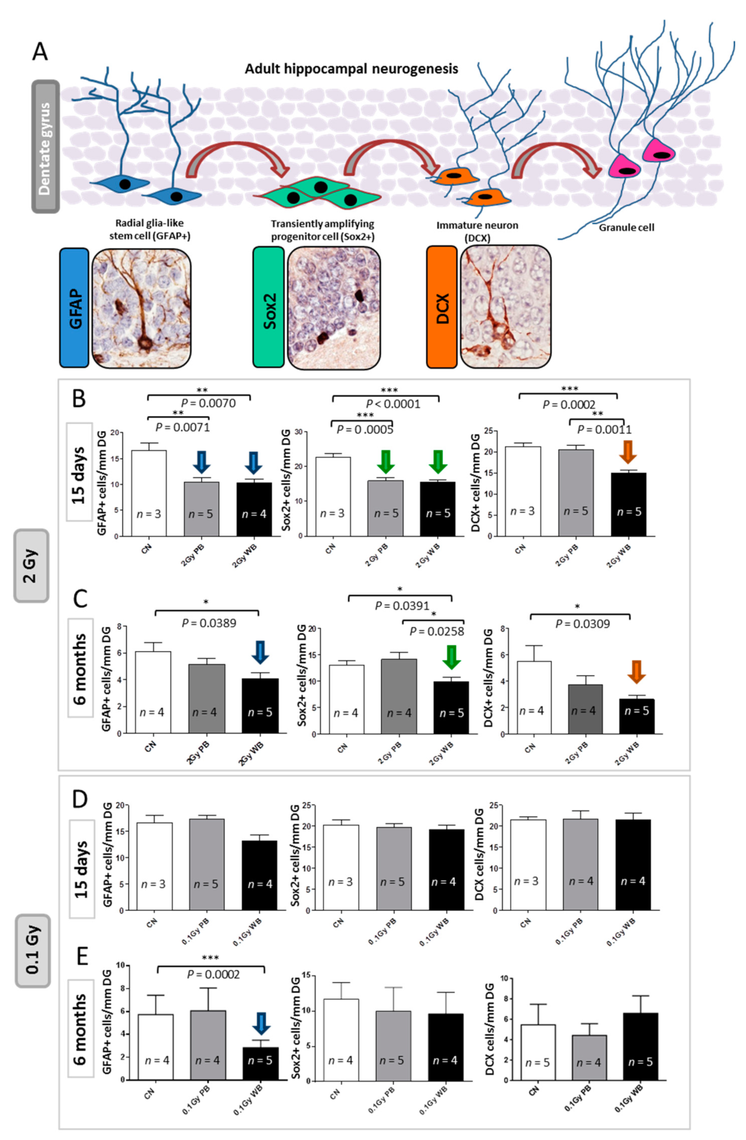 Ijms 22 04290 g008 Ijms 22 04290 g008