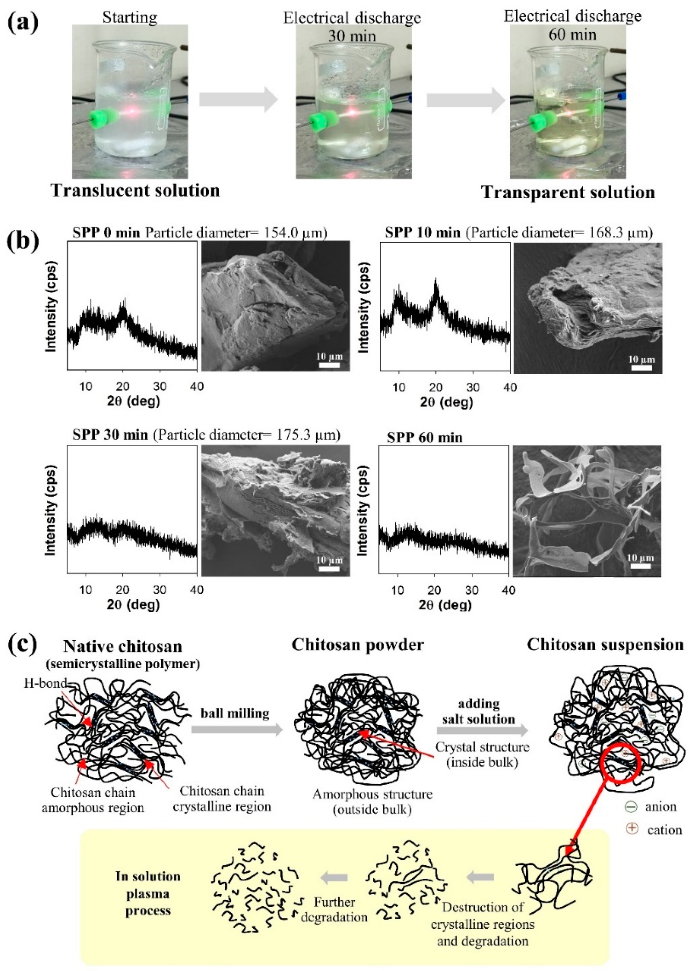 Ijms 22 04308 g015 Ijms 22 04308 g015