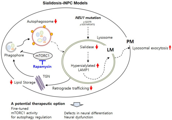 Presynaptic Dysfunction in Neurons Derived from Tay–Sachs iPSCs