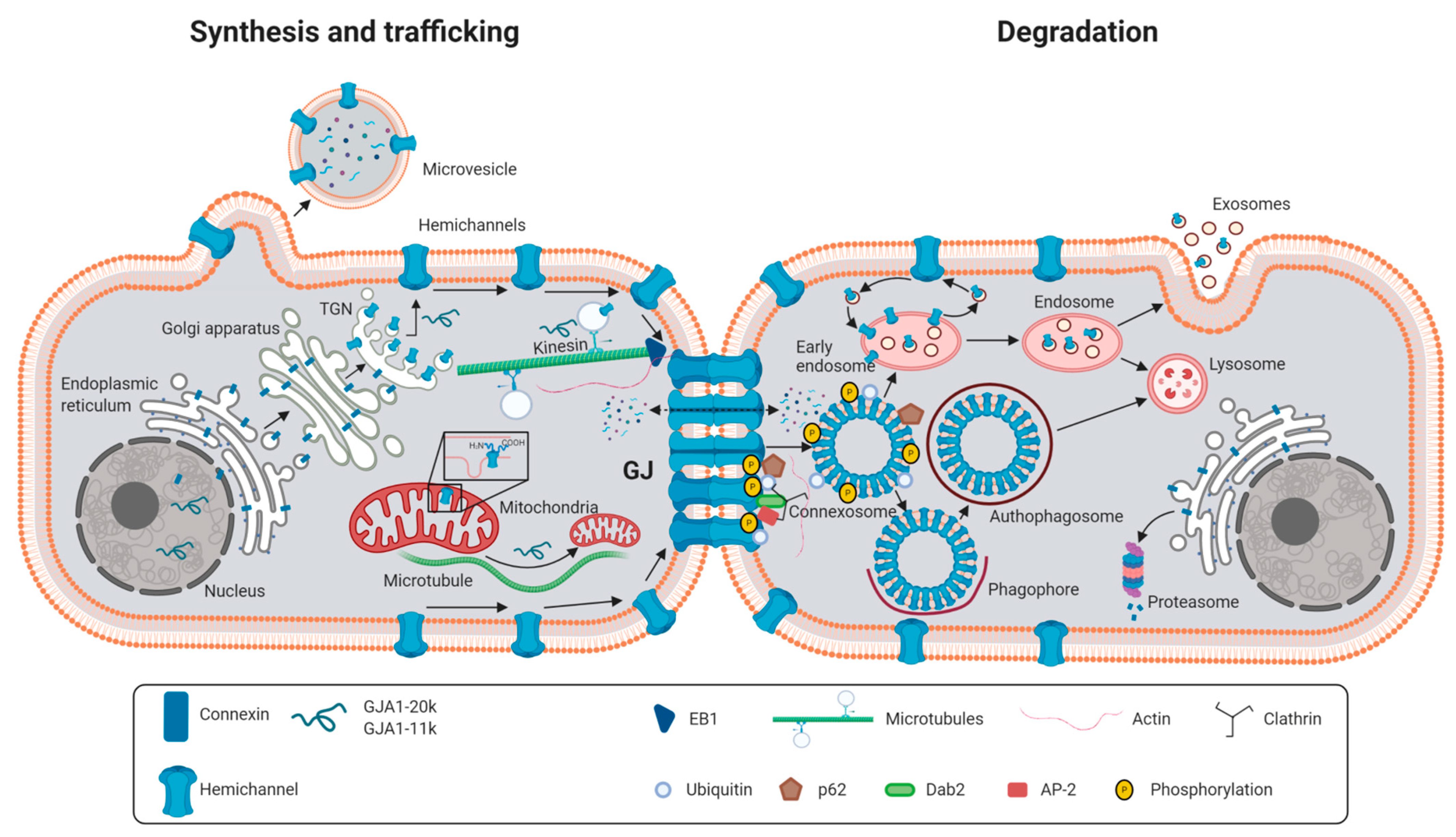 Ijms Free Full Text Connexins In The Heart Regulation Function And Involvement In Cardiac Disease Html