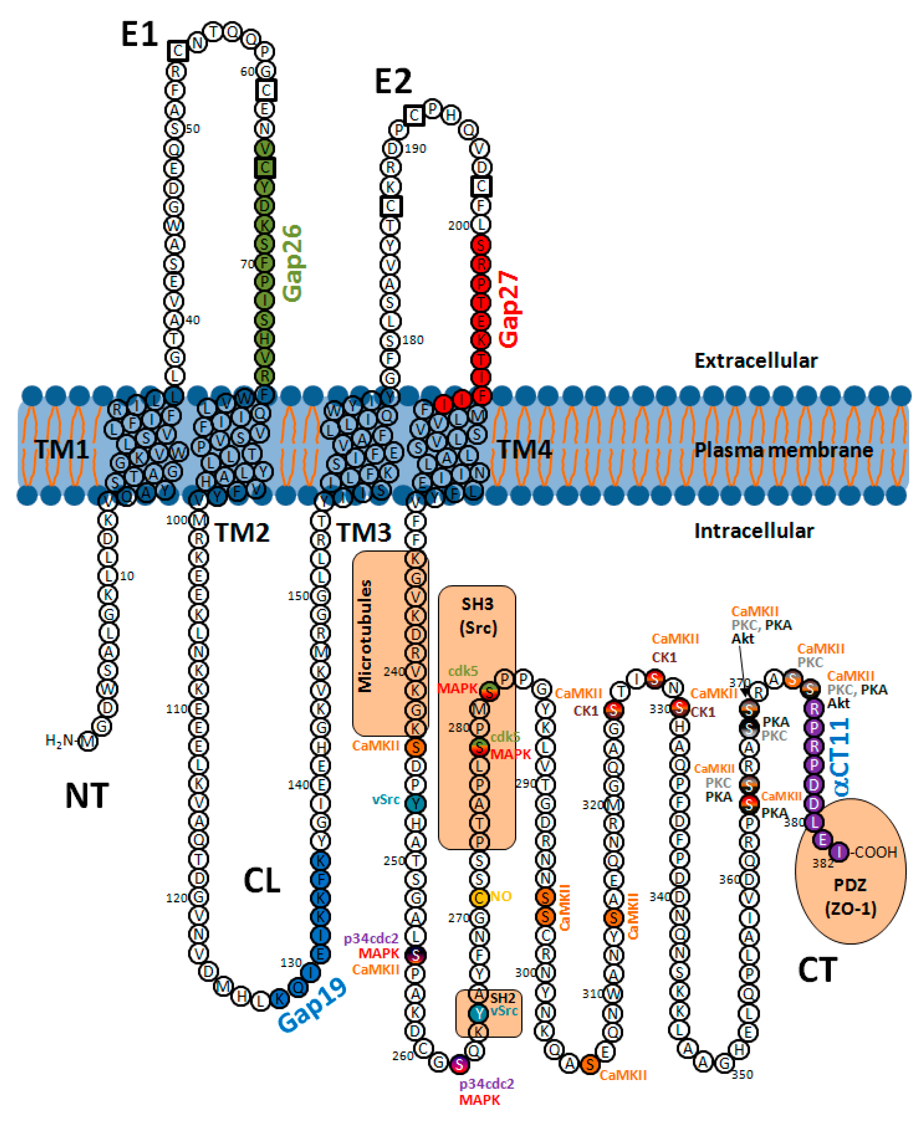 Ijms Free Full Text Connexins In The Heart Regulation Function And Involvement In Cardiac Disease Html