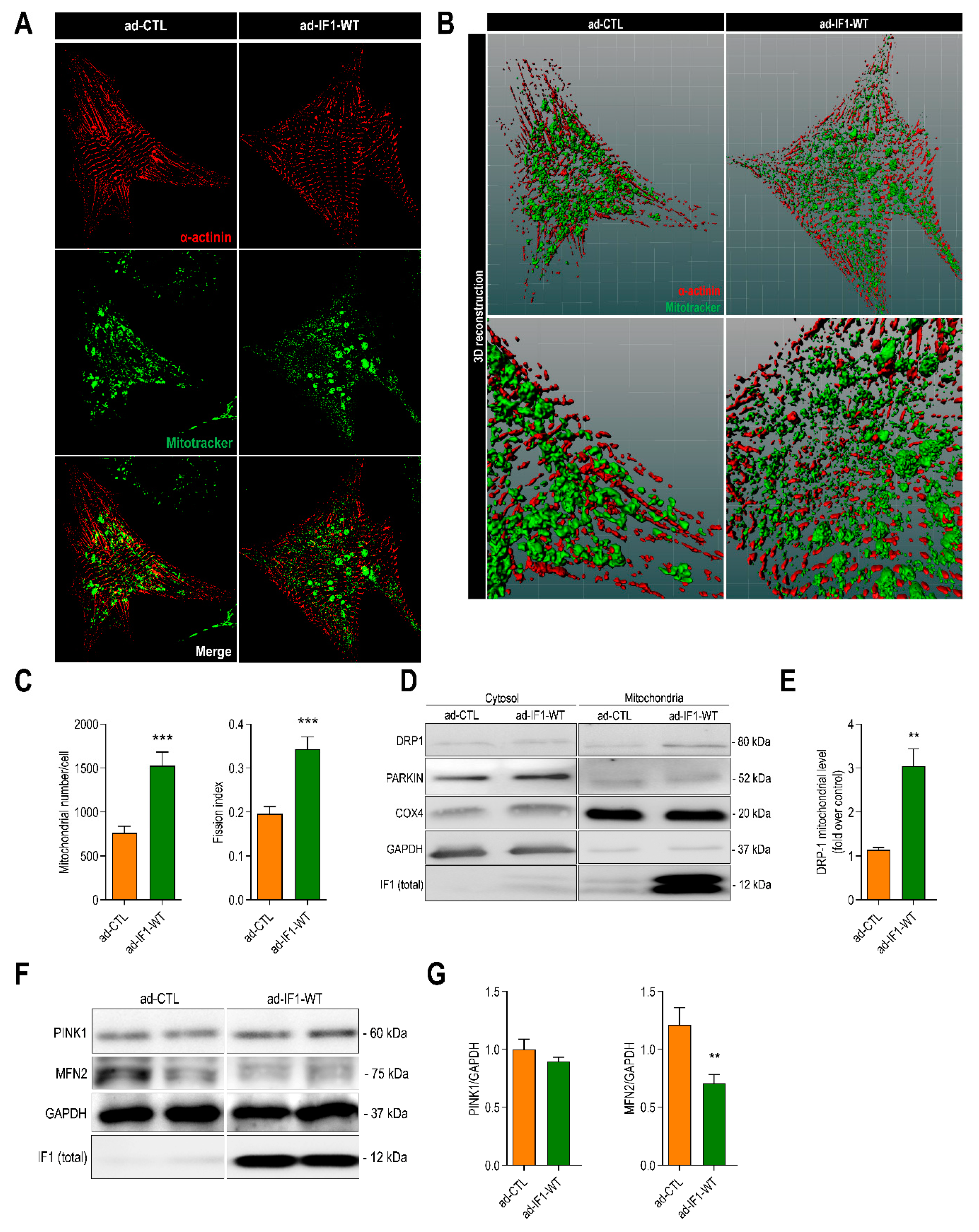 Ijms 22 04427 g004 Ijms 22 04427 g004