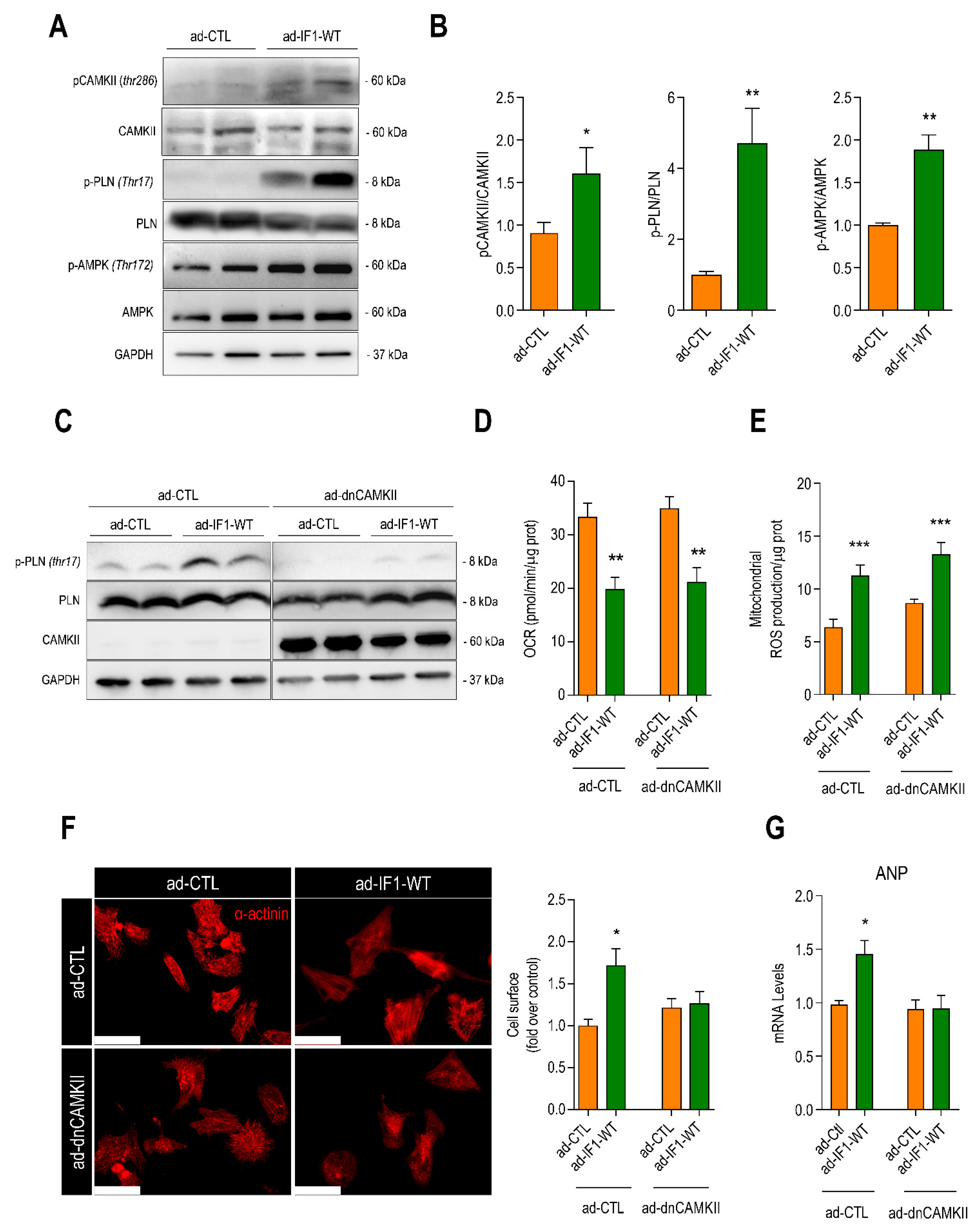 Ijms 22 04427 g006 Ijms 22 04427 g006