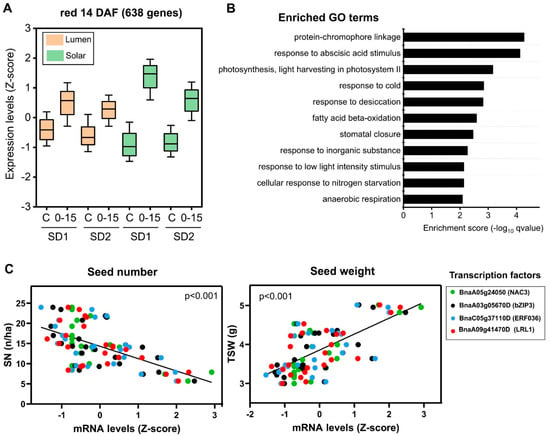 Ijms Free Full Text Transcriptome Analysis Of Seed Weight Plasticity In Brassica Napus Html