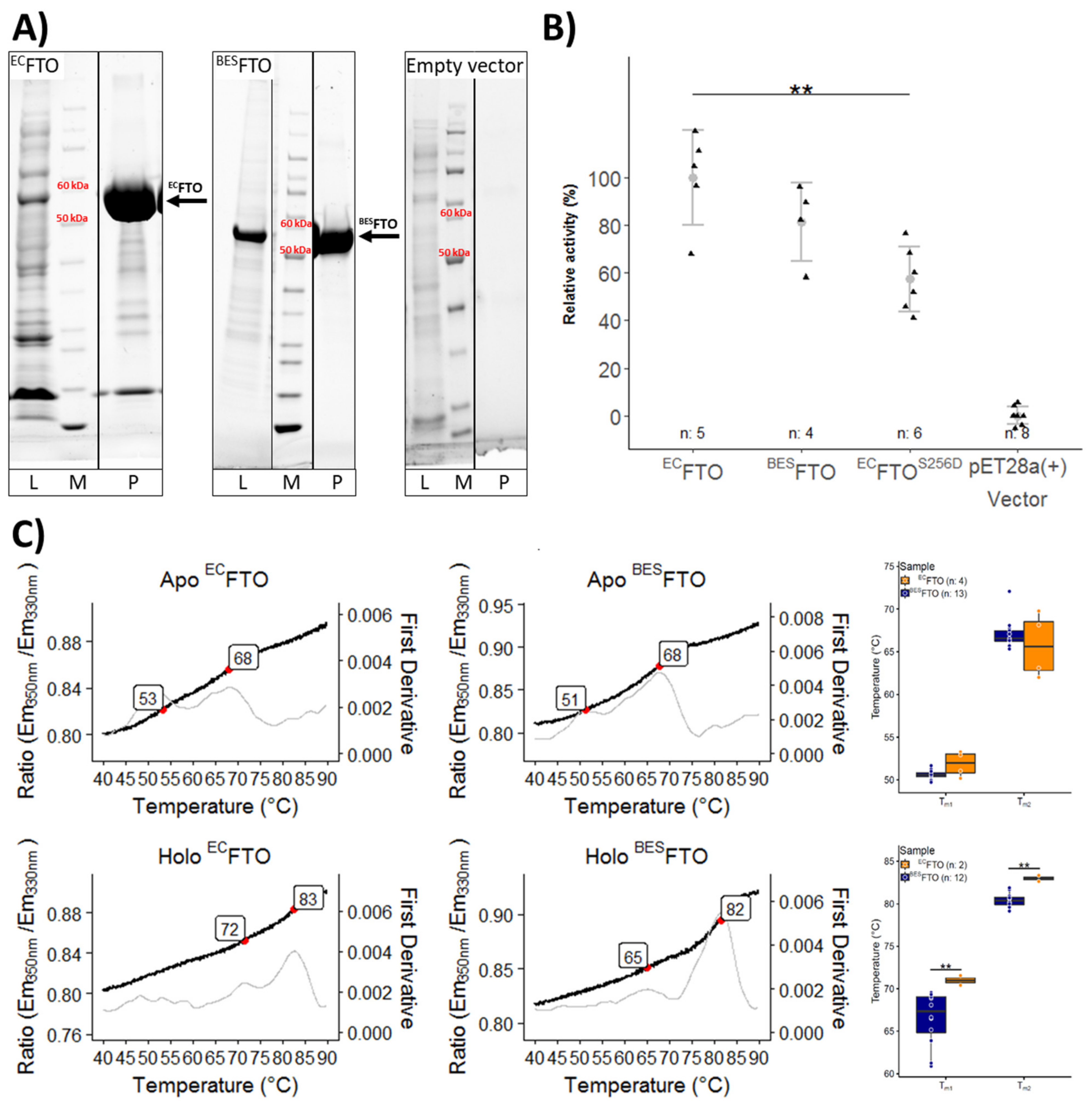 Ijms 22 04512 g002 Ijms 22 04512 g002