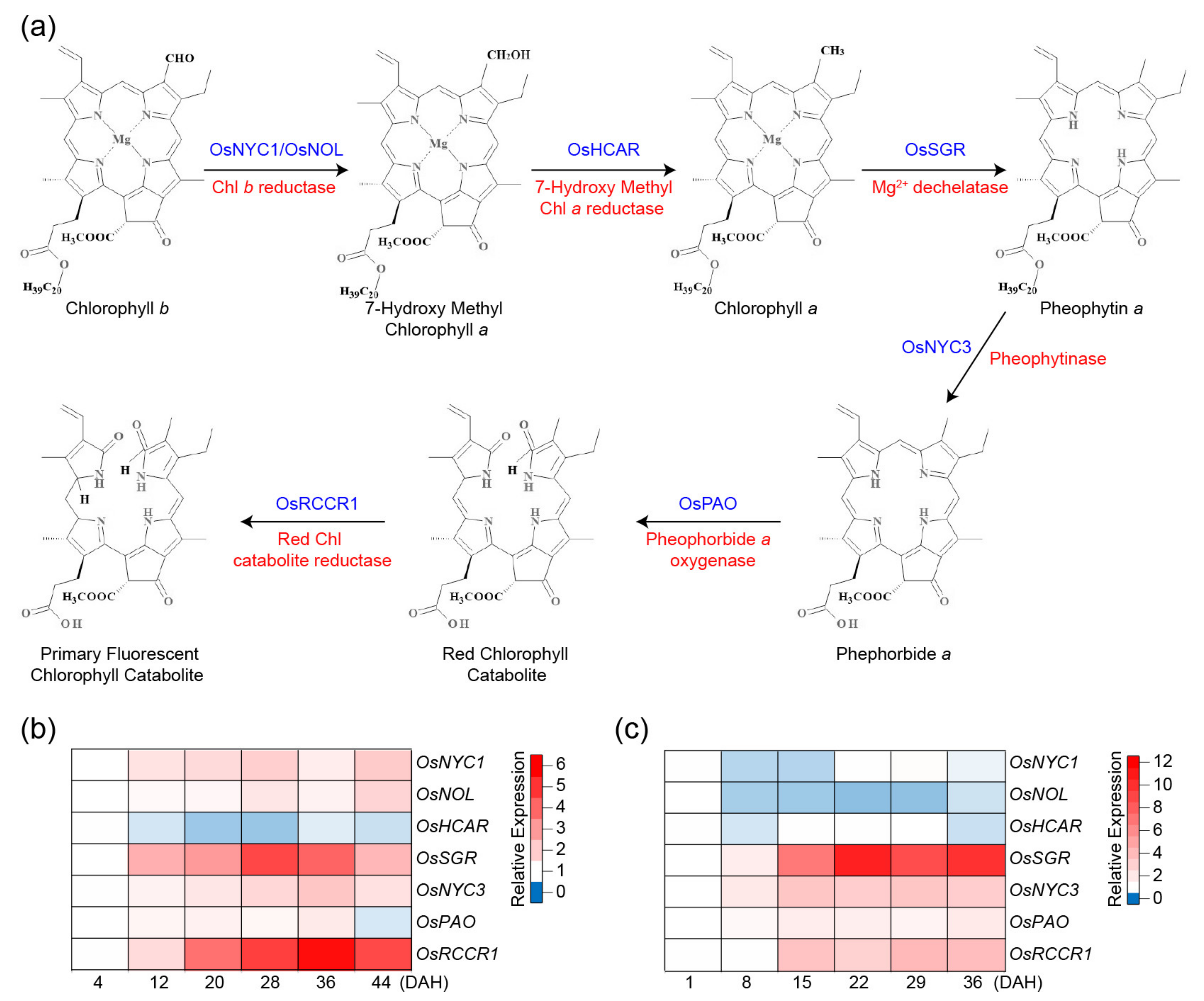 Ijms 22 04515 g001 Ijms 22 04515 g001