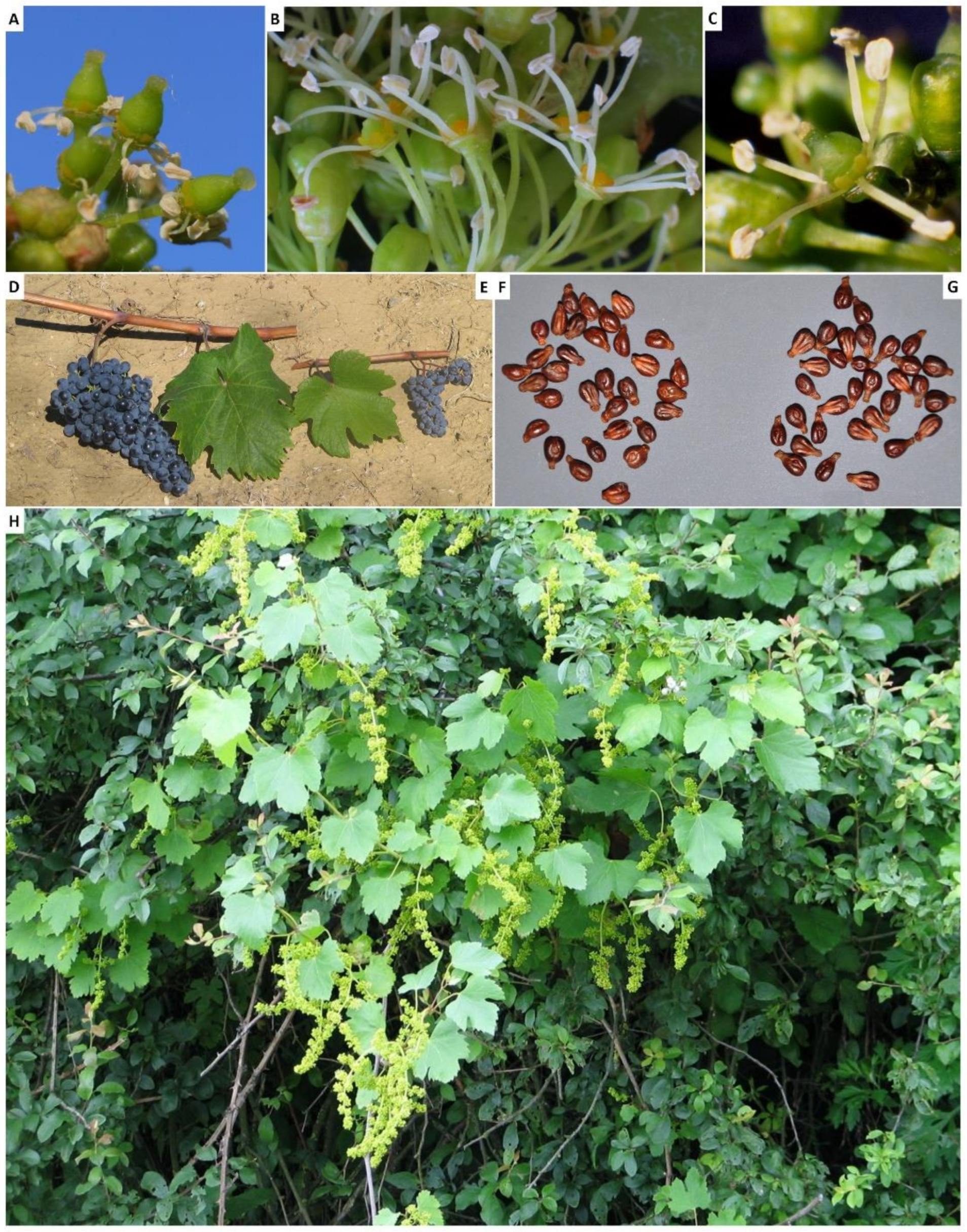 IJMS | Free Full-Text | Back to the Origins: Background and Perspectives of  Grapevine Domestication