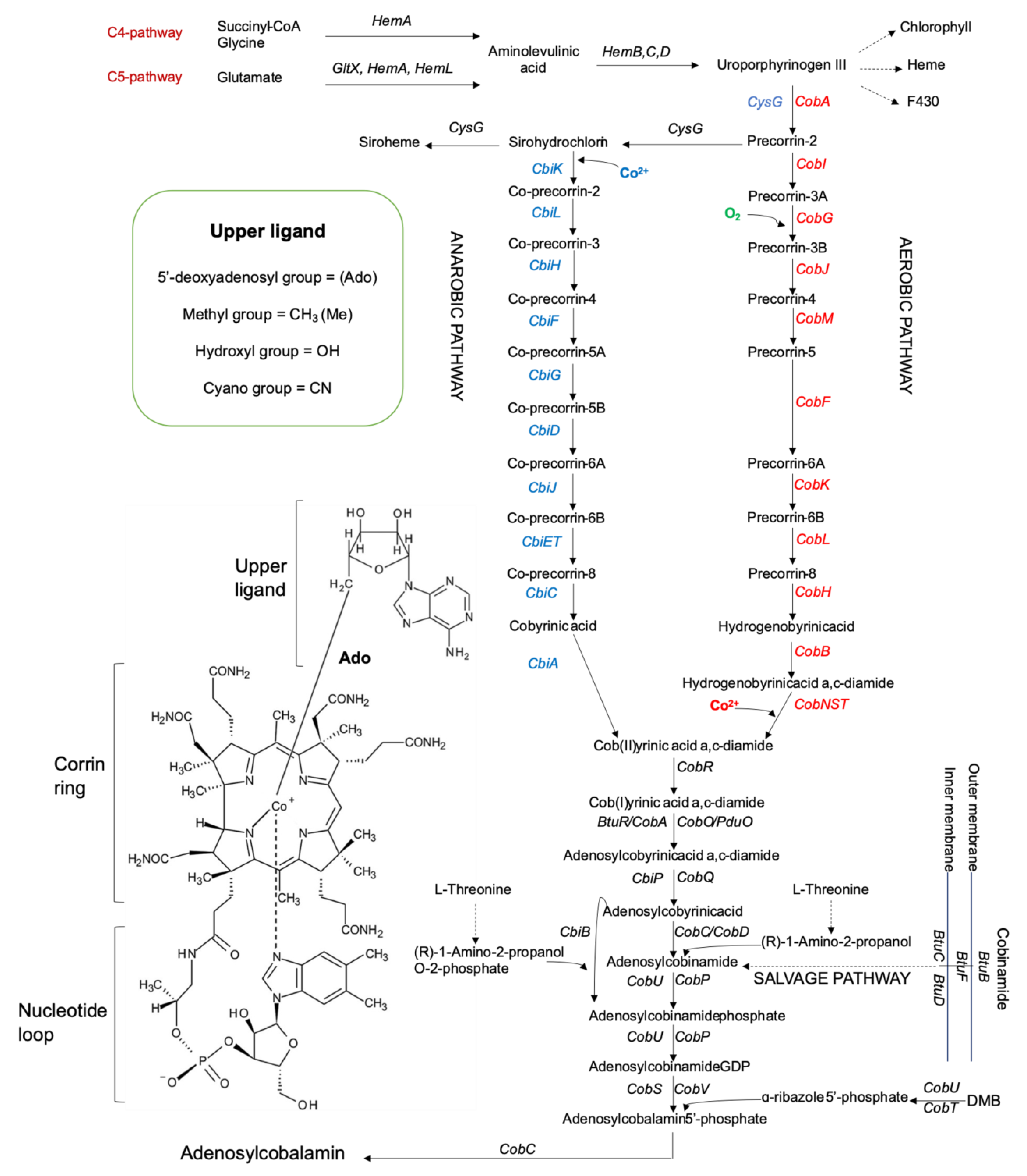 IJMS | Free Full-Text | Microbial and Genetic Resources for Cobalamin  (Vitamin B12) Biosynthesis: From Ecosystems to Industrial Biotechnology