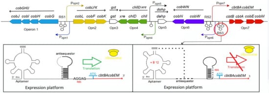 IJMS | Free Full-Text | Microbial And Genetic Resources For Cobalamin ...