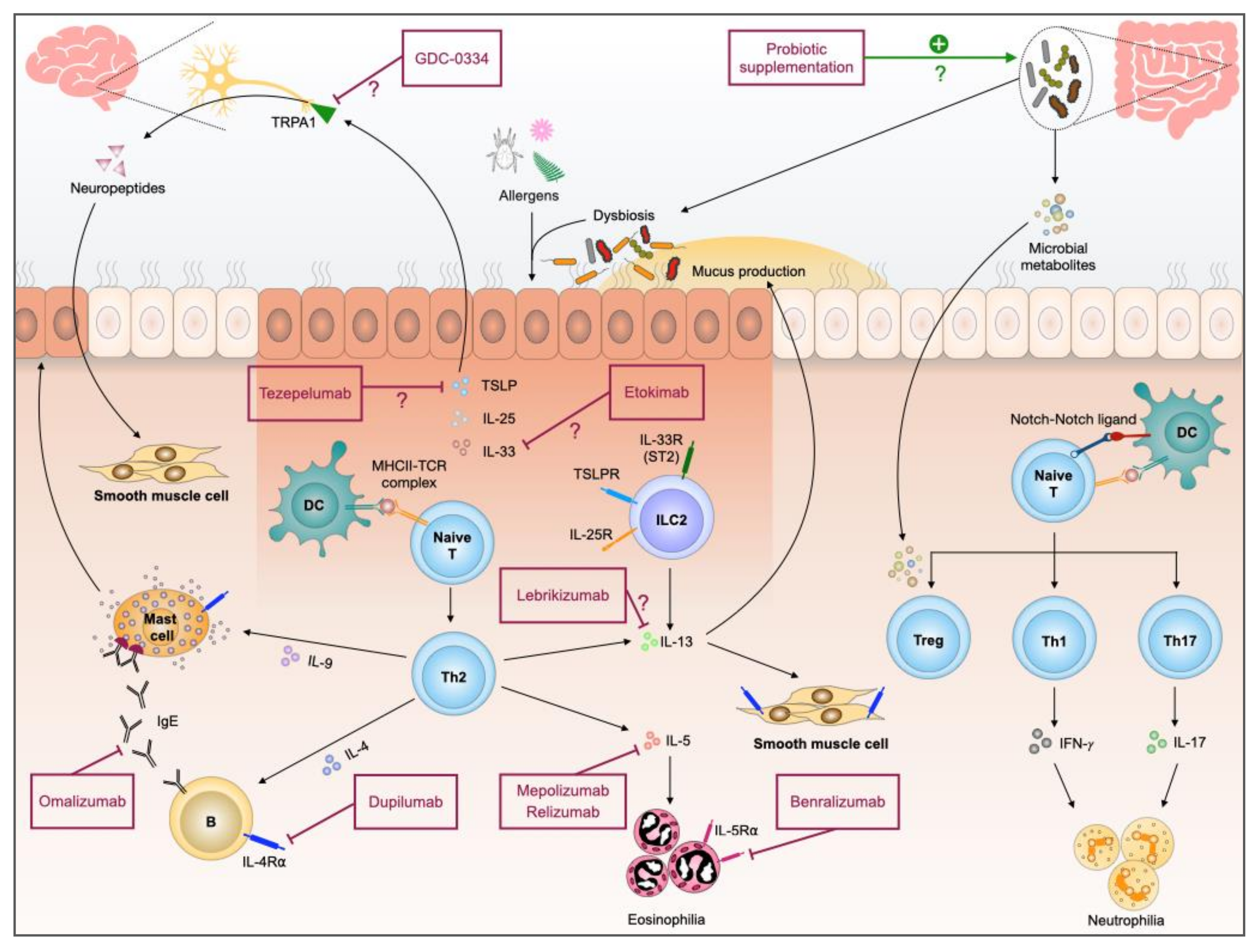 IJMS Free Full Text Asthma in the Precision Medicine Era