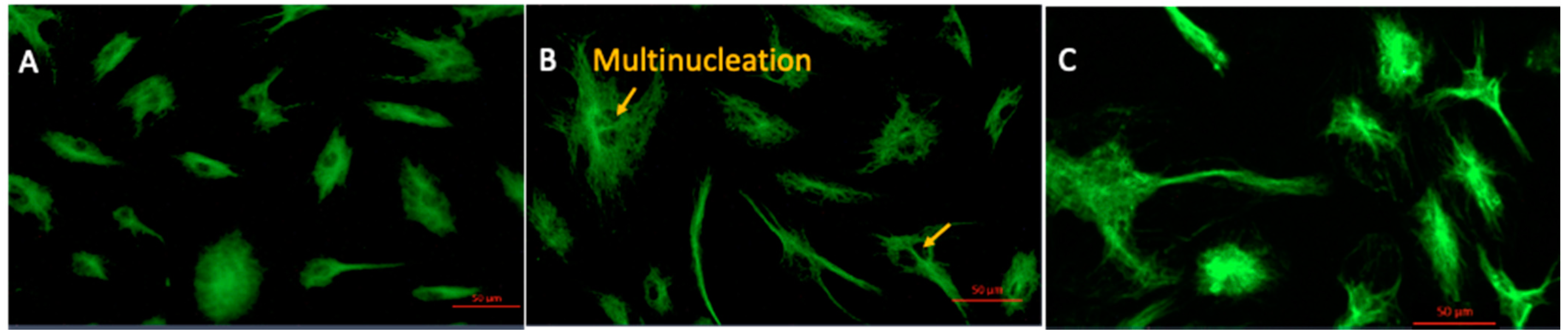 Ijms 22 04549 g002 Ijms 22 04549 g002
