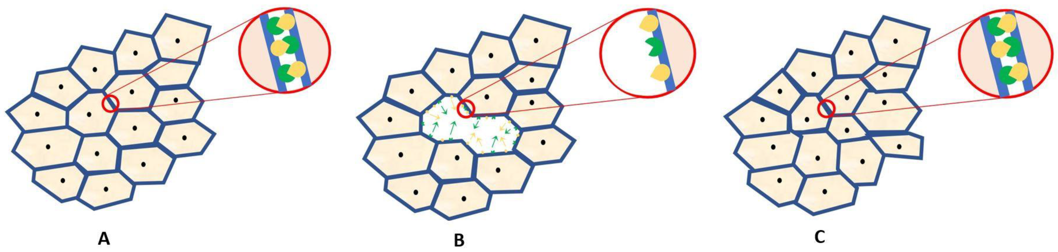 Ijms 22 04567 g002 Ijms 22 04567 g002