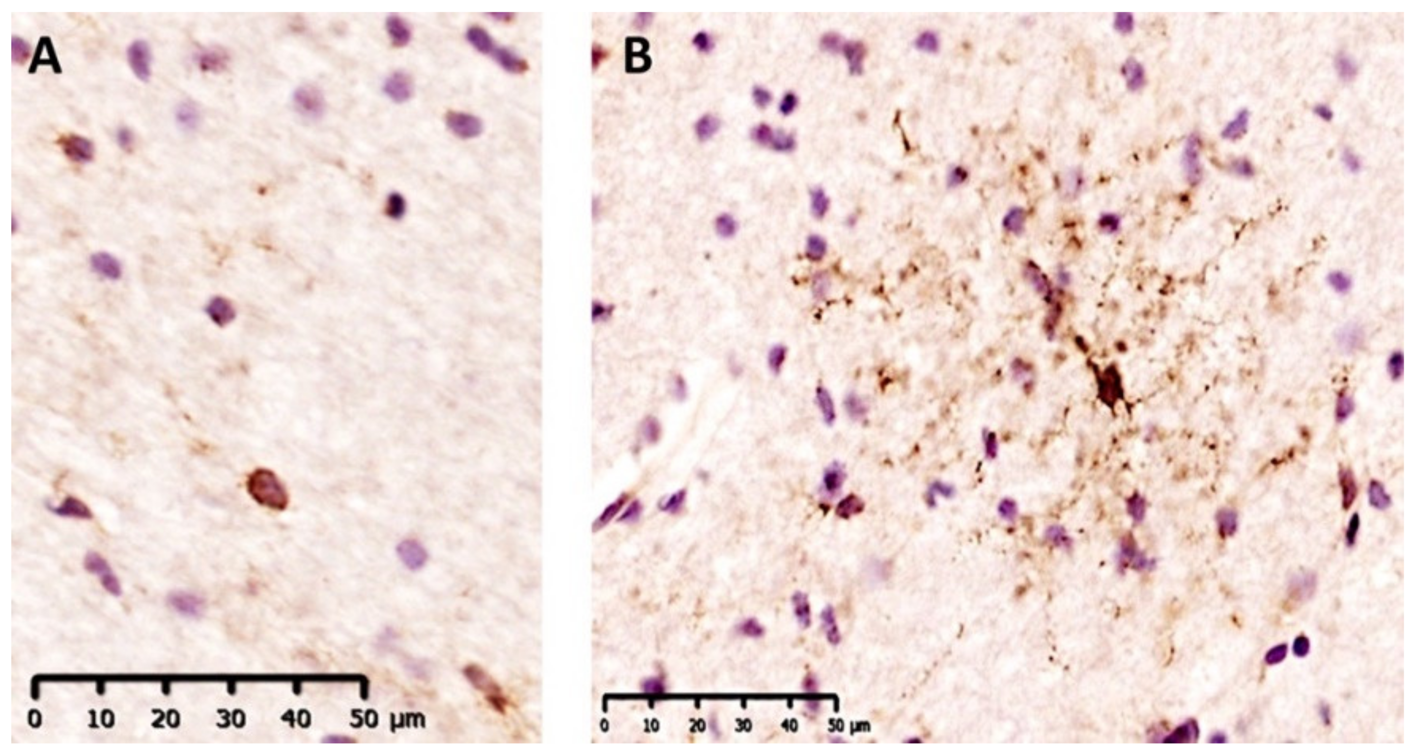 Ijms 22 04574 g004 Ijms 22 04574 g004