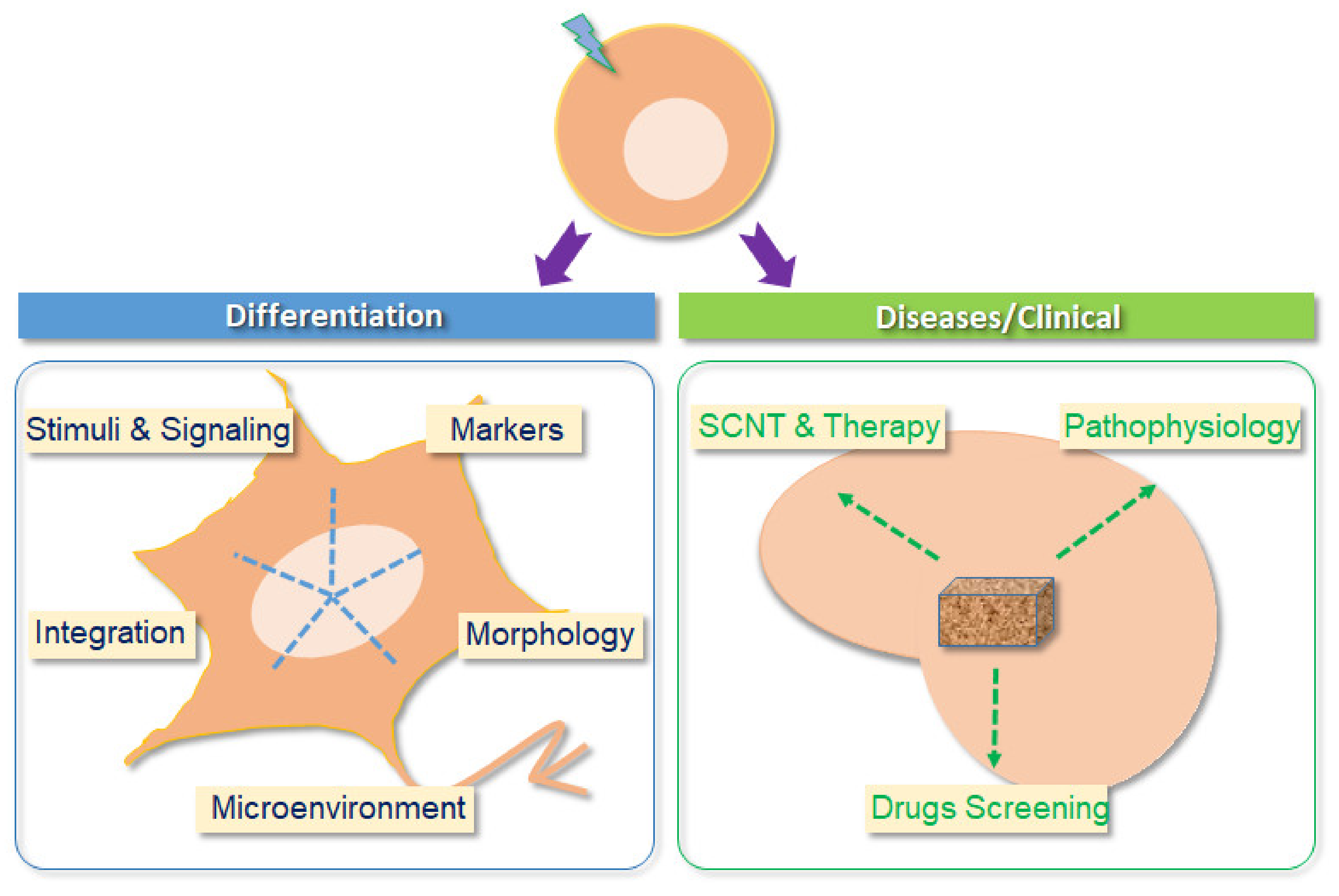 Ijms 22 04592 g002 Ijms 22 04592 g002