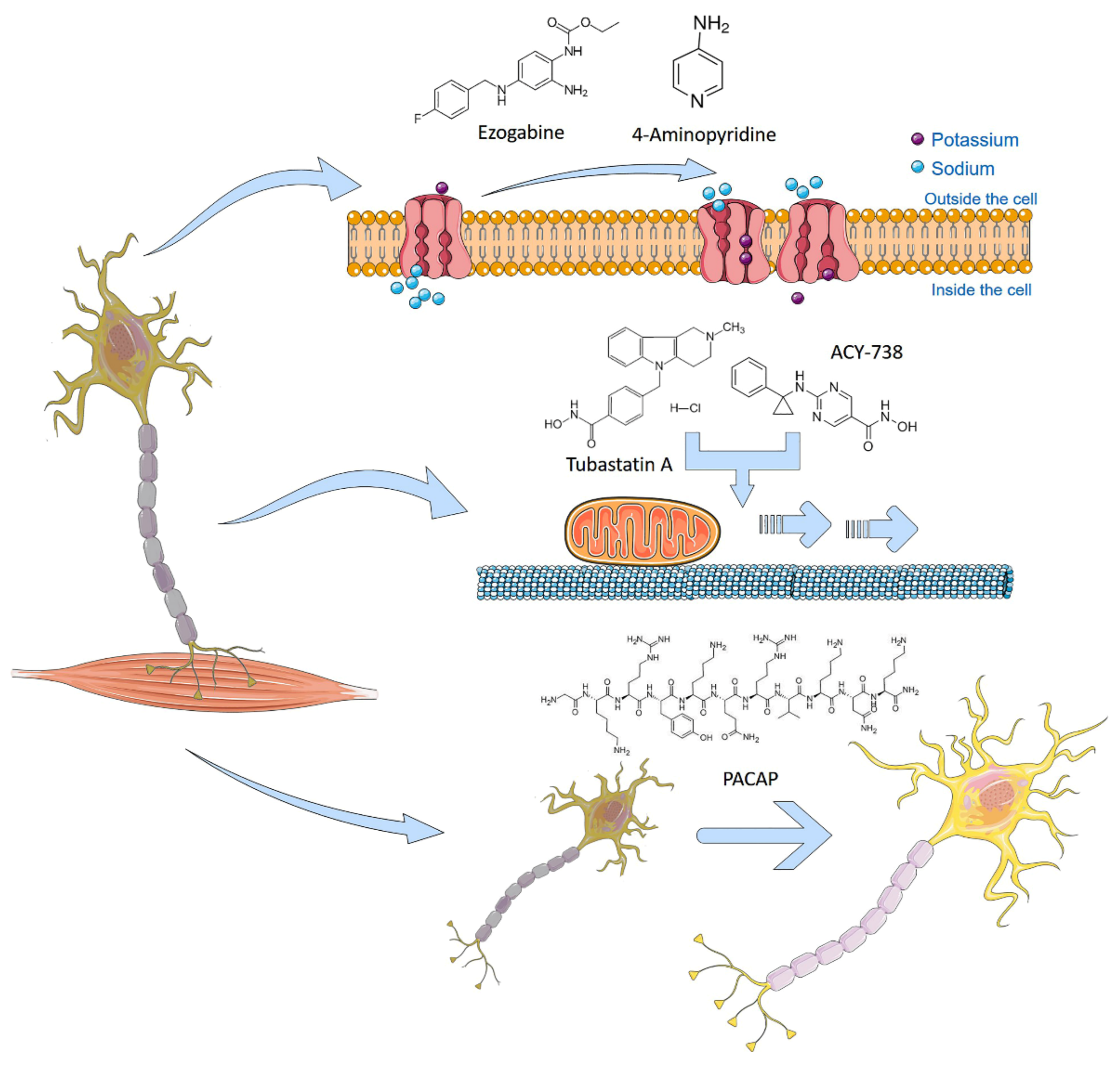 Ijms 22 04596 g003 Ijms 22 04596 g003