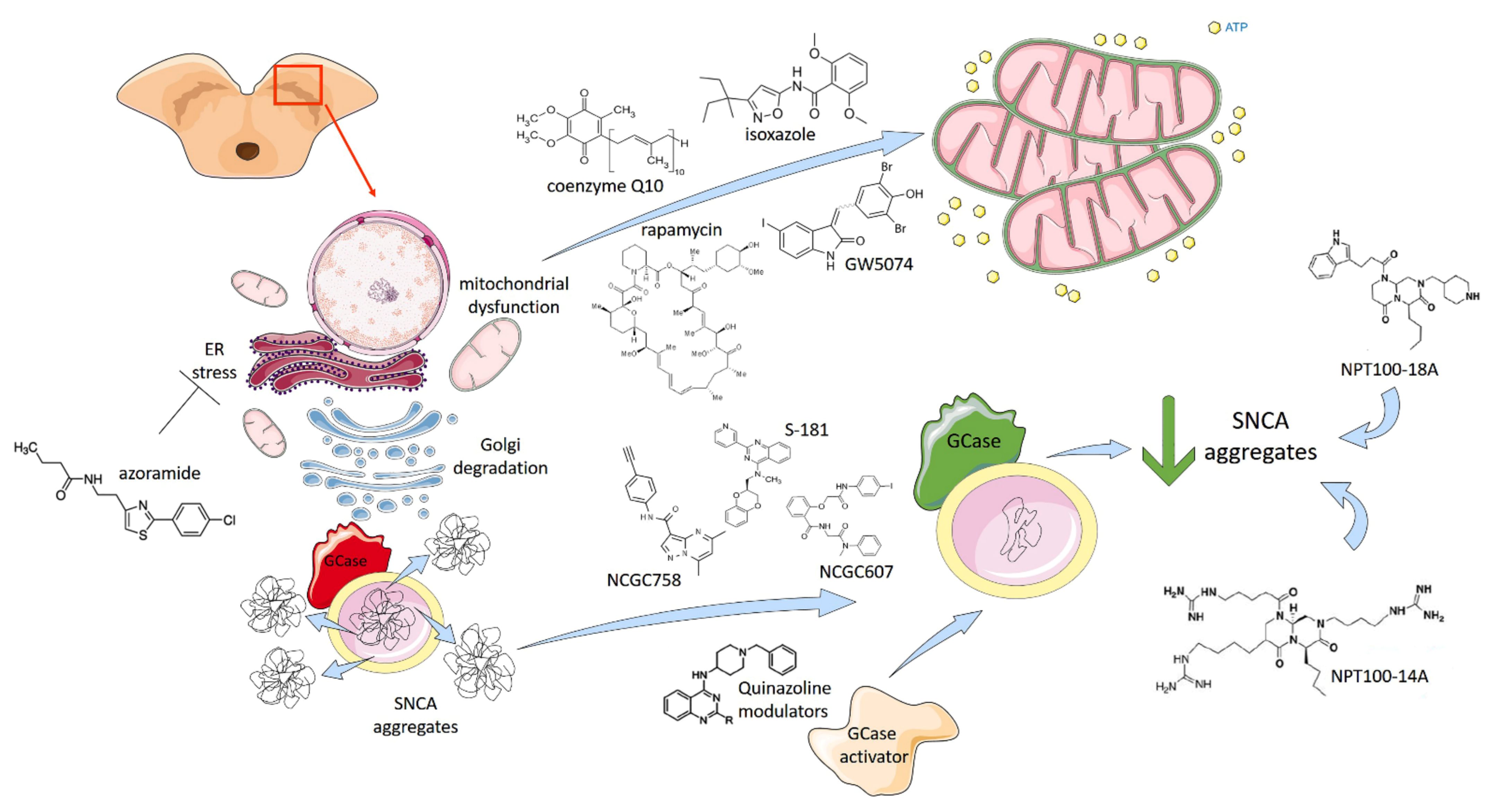 Ijms 22 04596 g004 Ijms 22 04596 g004