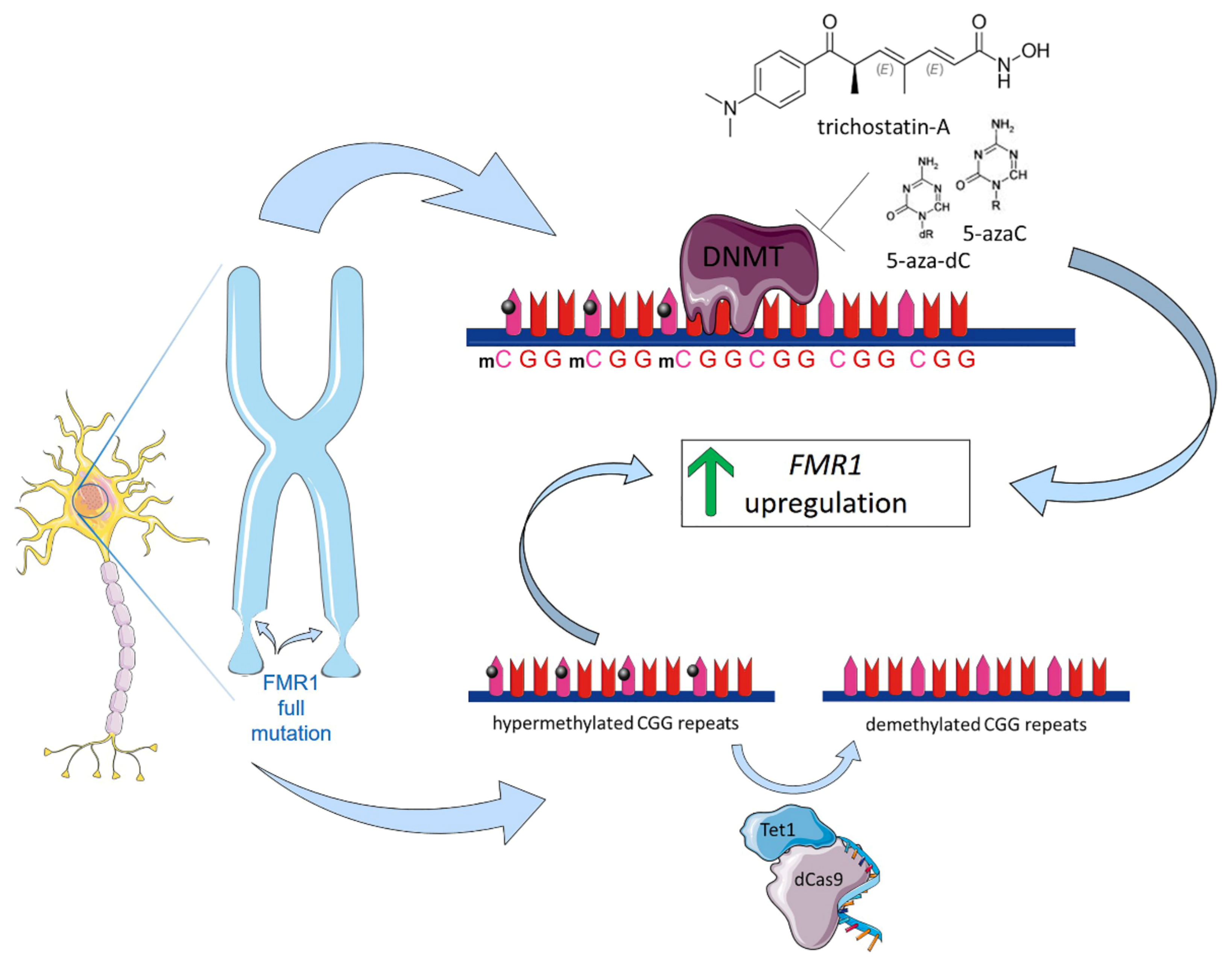 Ijms 22 04596 g005 Ijms 22 04596 g005