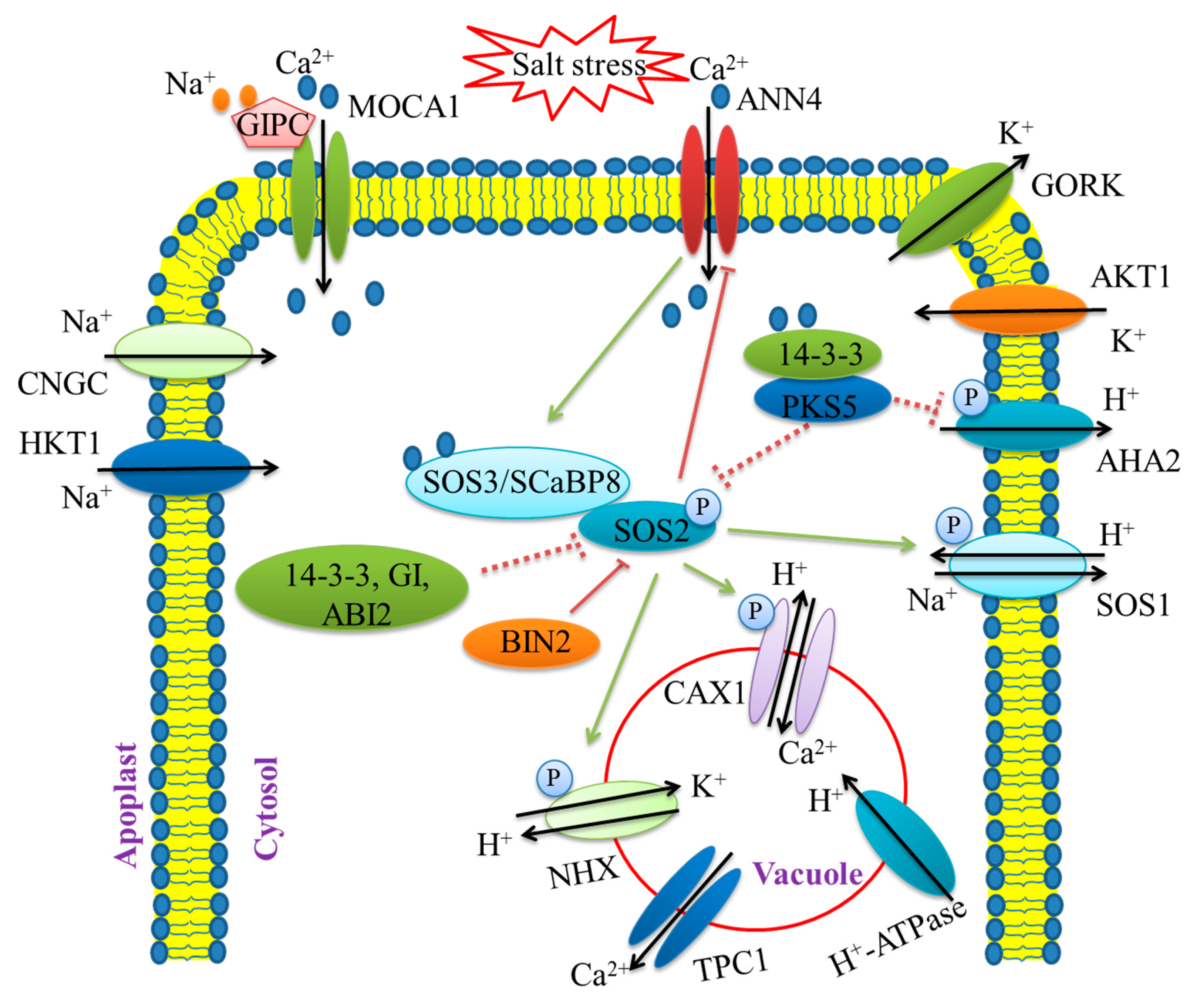 Ijms 22 04609 g002 Ijms 22 04609 g002
