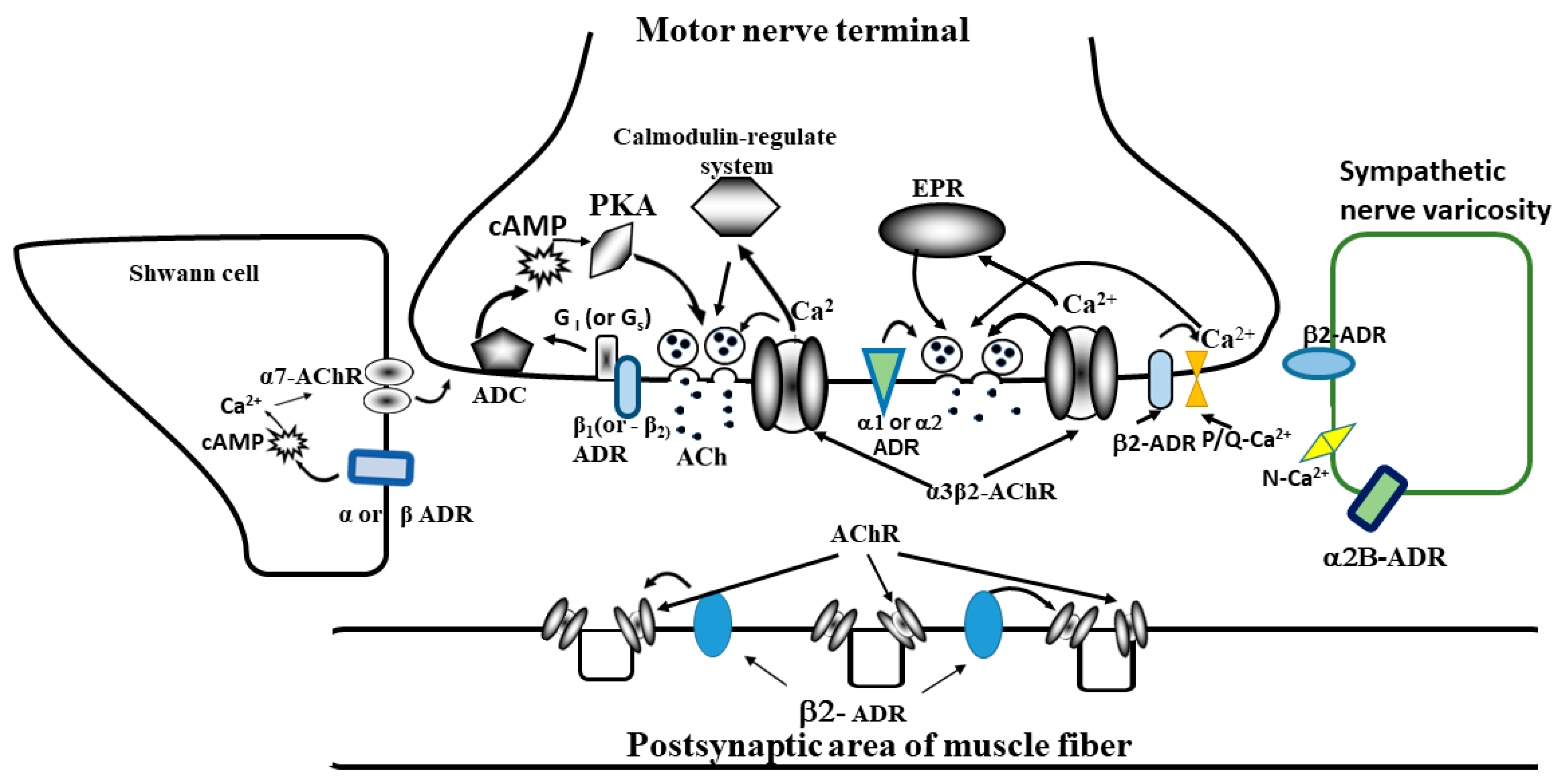 IJMS | Free Full-Text | Adrenoceptors Modulate Cholinergic Synaptic ...