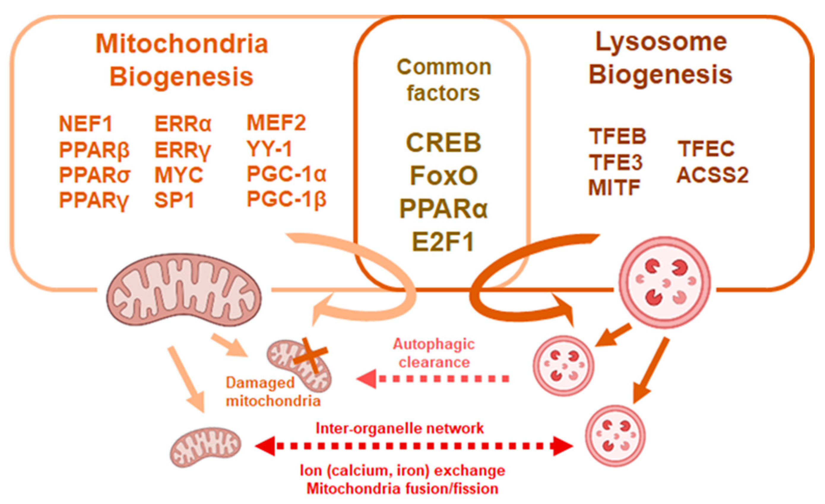 Common factors. The Effect of bevacizumab on mitochondria and lysosomes.