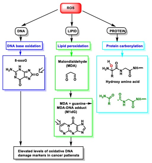IJMS | Free Full-Text | The Chemistry of Reactive Oxygen Species (ROS)  Revisited: Outlining Their Role in Biological Macromolecules (DNA, Lipids  and Proteins) and Induced Pathologies
