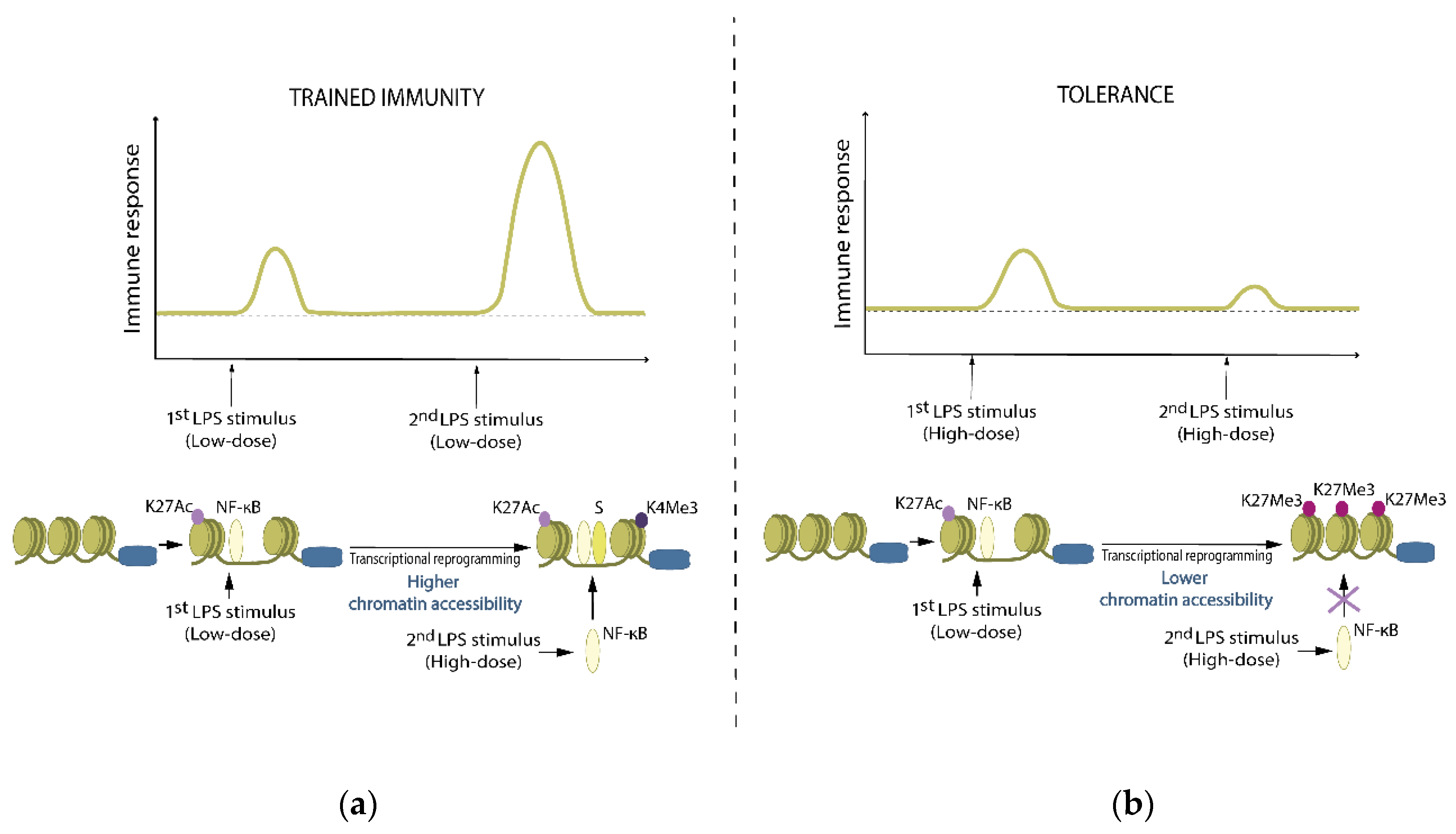 Ijms 22 04647 g002 Ijms 22 04647 g002