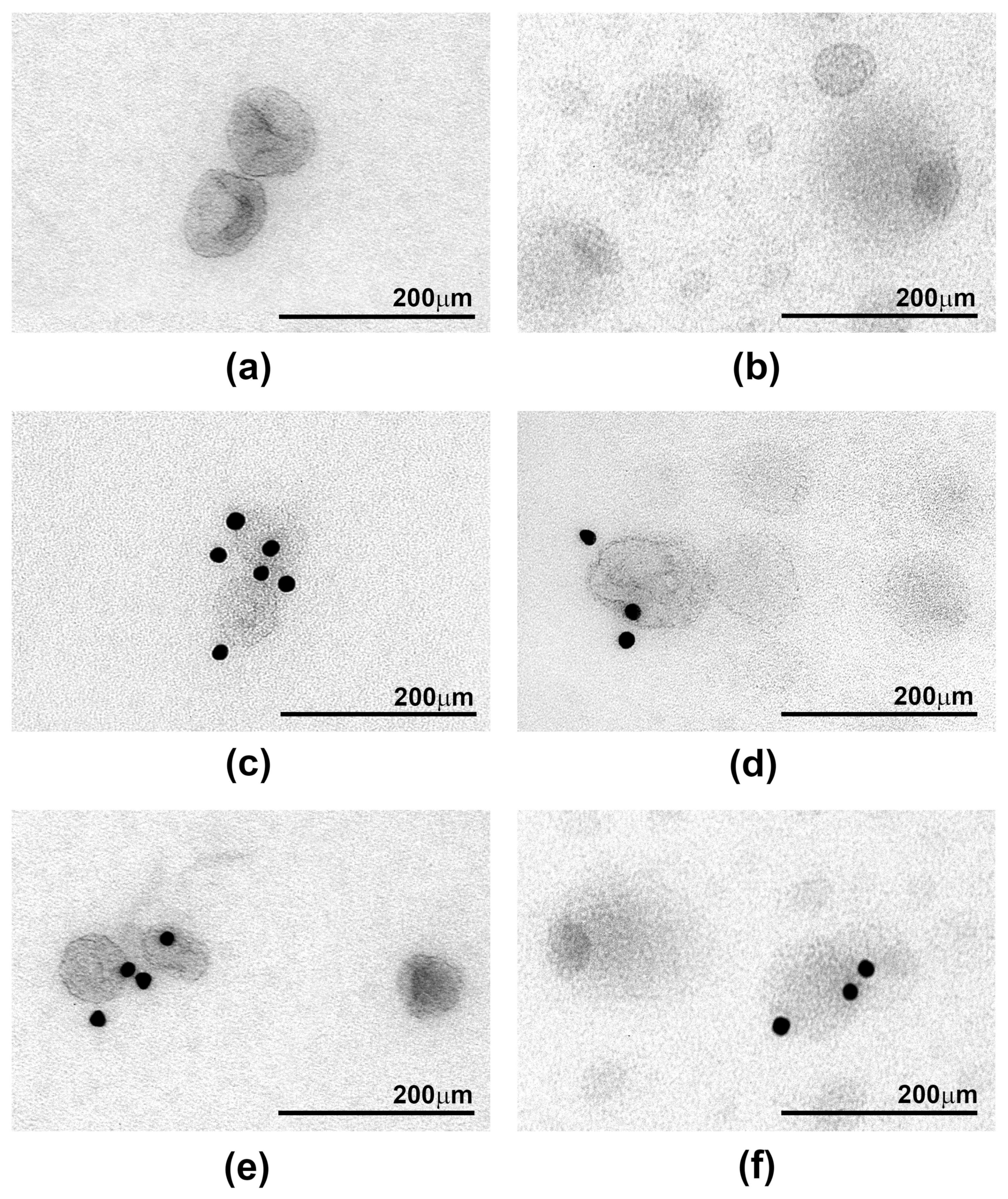 Ijms 22 04653 g003 Ijms 22 04653 g003