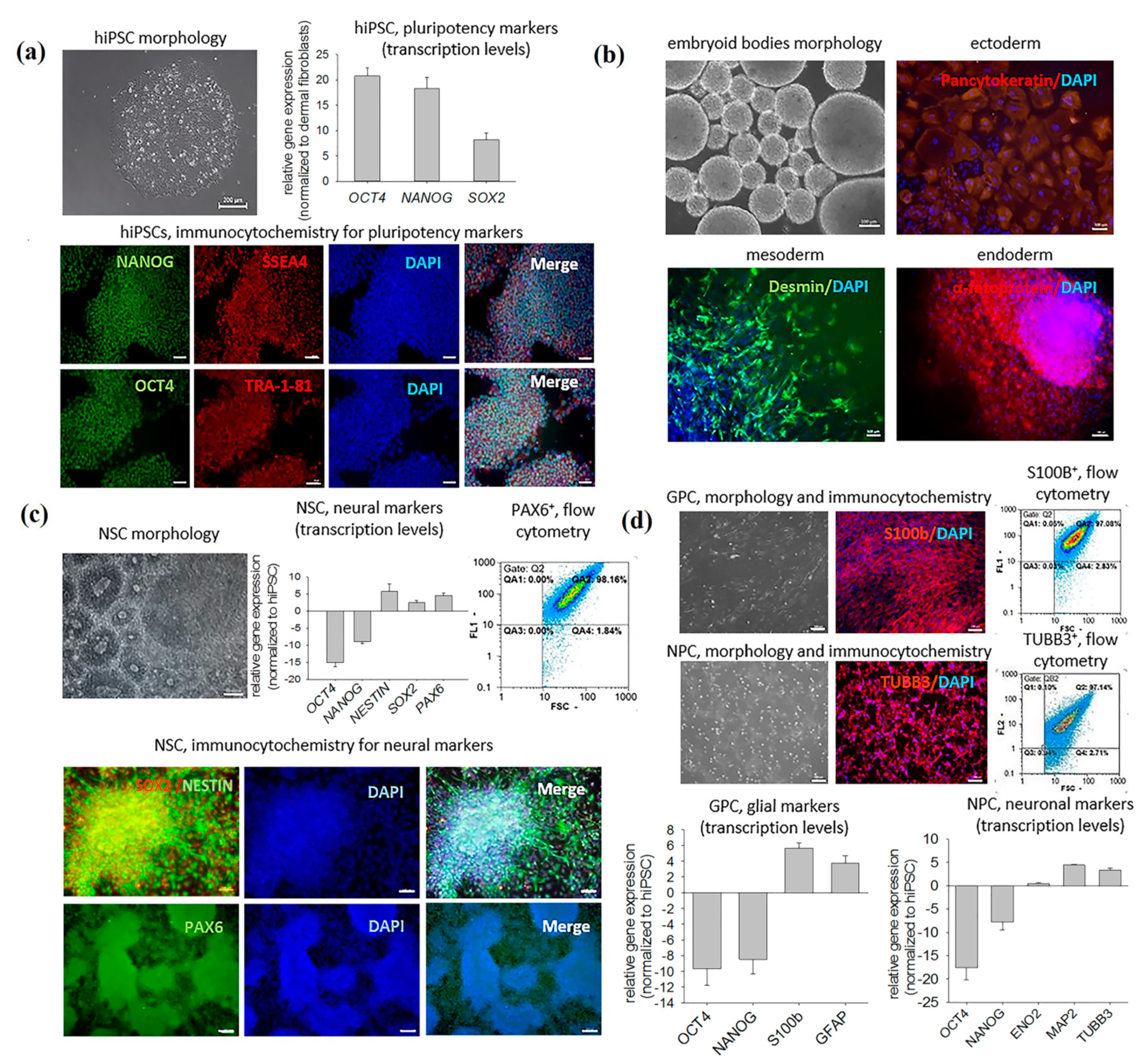 IJMS | Free | Effects of hiPSC-Derived Glial Neuronal Progenitor Cells-Conditioned Medium in Experimental Ischemic Stroke in Rats
