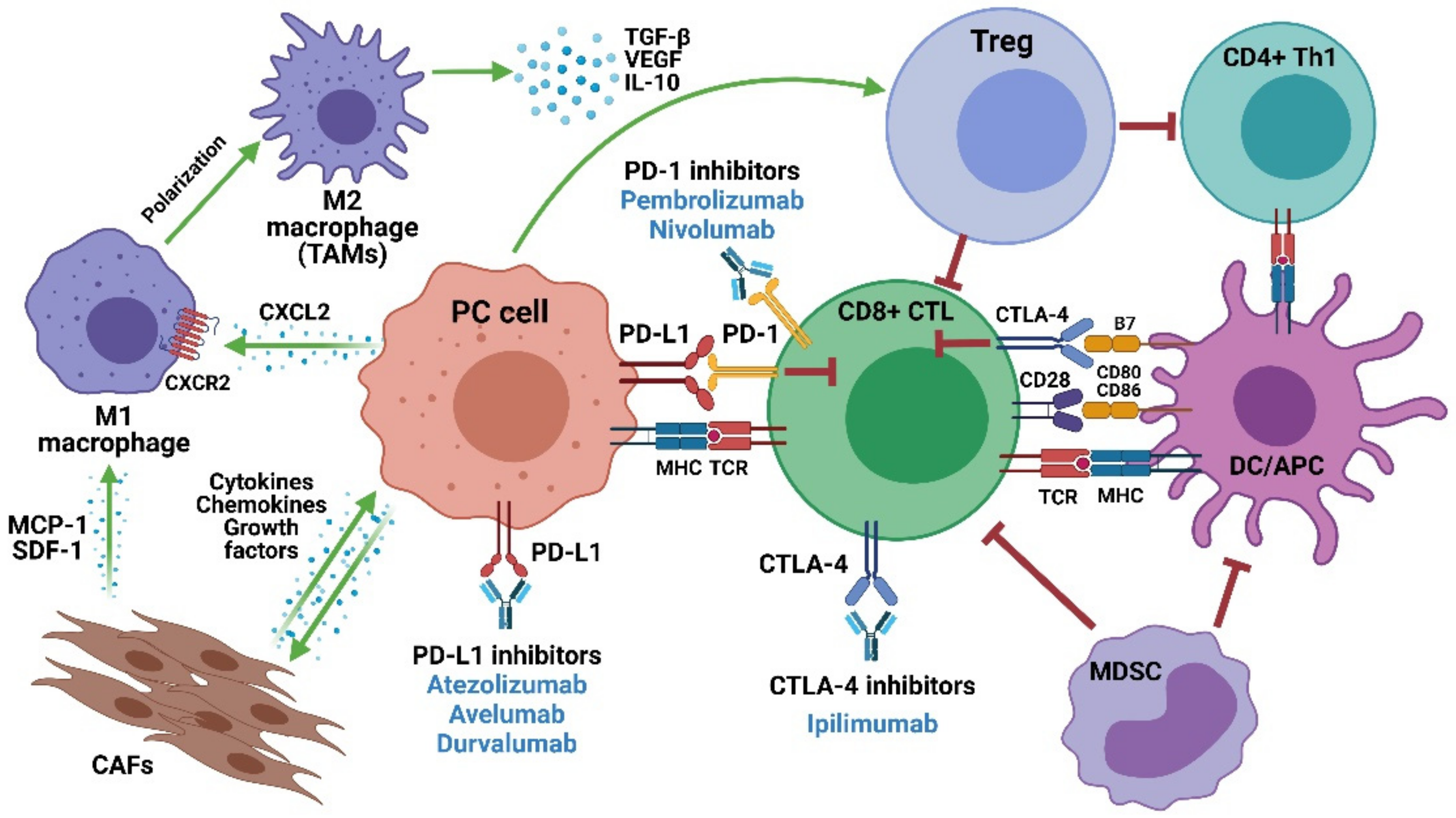 Ijms Free Full Text Immune Checkpoint Inhibitors A Promising Treatment Option For Metastatic Castration Resistant Prostate Cancer Html