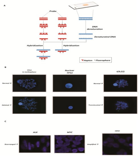 Ijms Free Full Text Copy Number Variation And Rearrangements Assessment In Cancer Comparison Of Droplet Digital Pcr With The Current Approaches Html