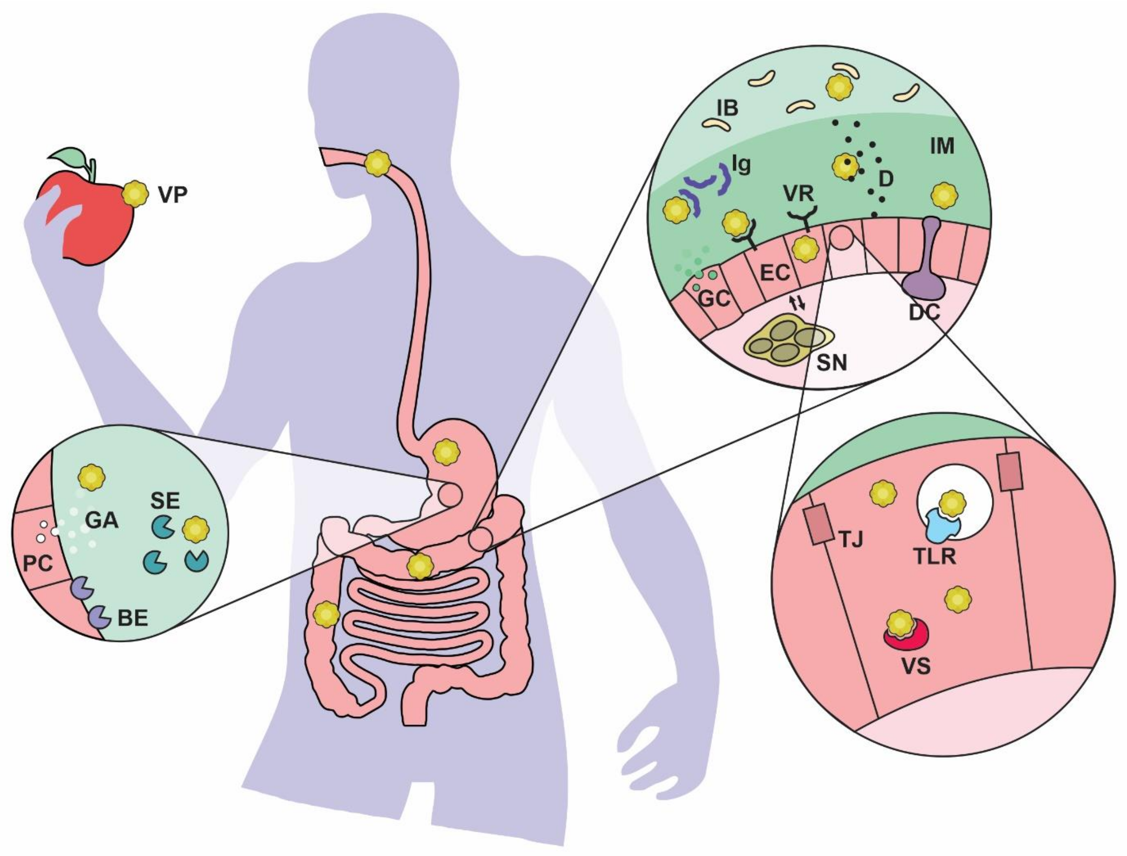 Ijms Free Full Text Gut Susceptibility To Viral Invasion Contributing Roles Of Diet Microbiota And Enteric Nervous System To Mucosal Barrier Preservation Html