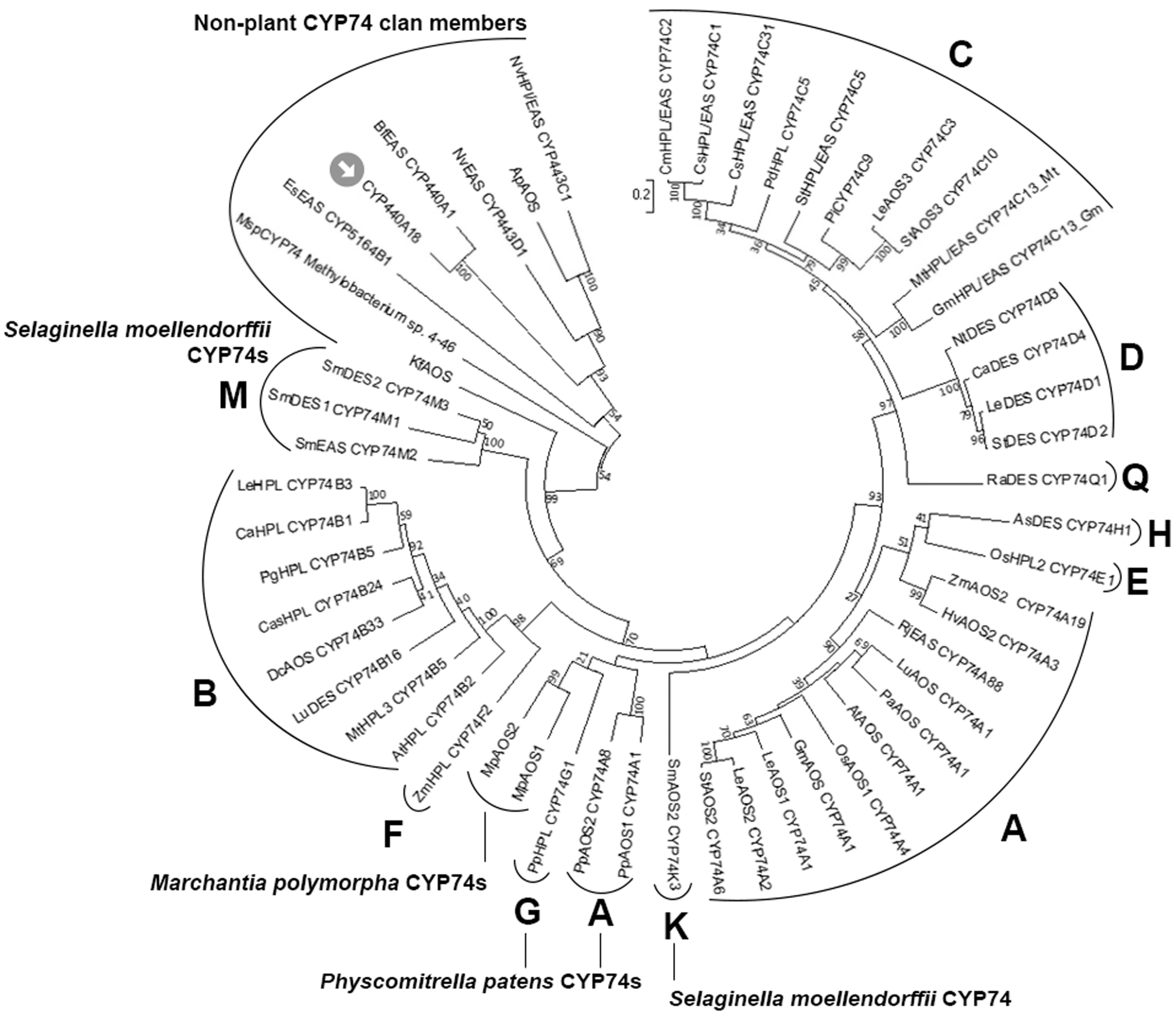 IJMS | Free Full-Text | Detection of the First Epoxyalcohol