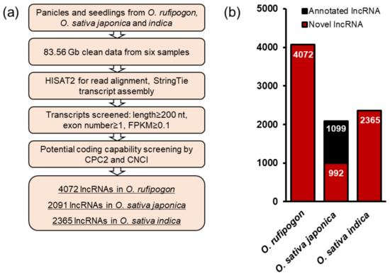 IJMS | Free Full-Text | Genome-Wide Analysis Identified a Set of 