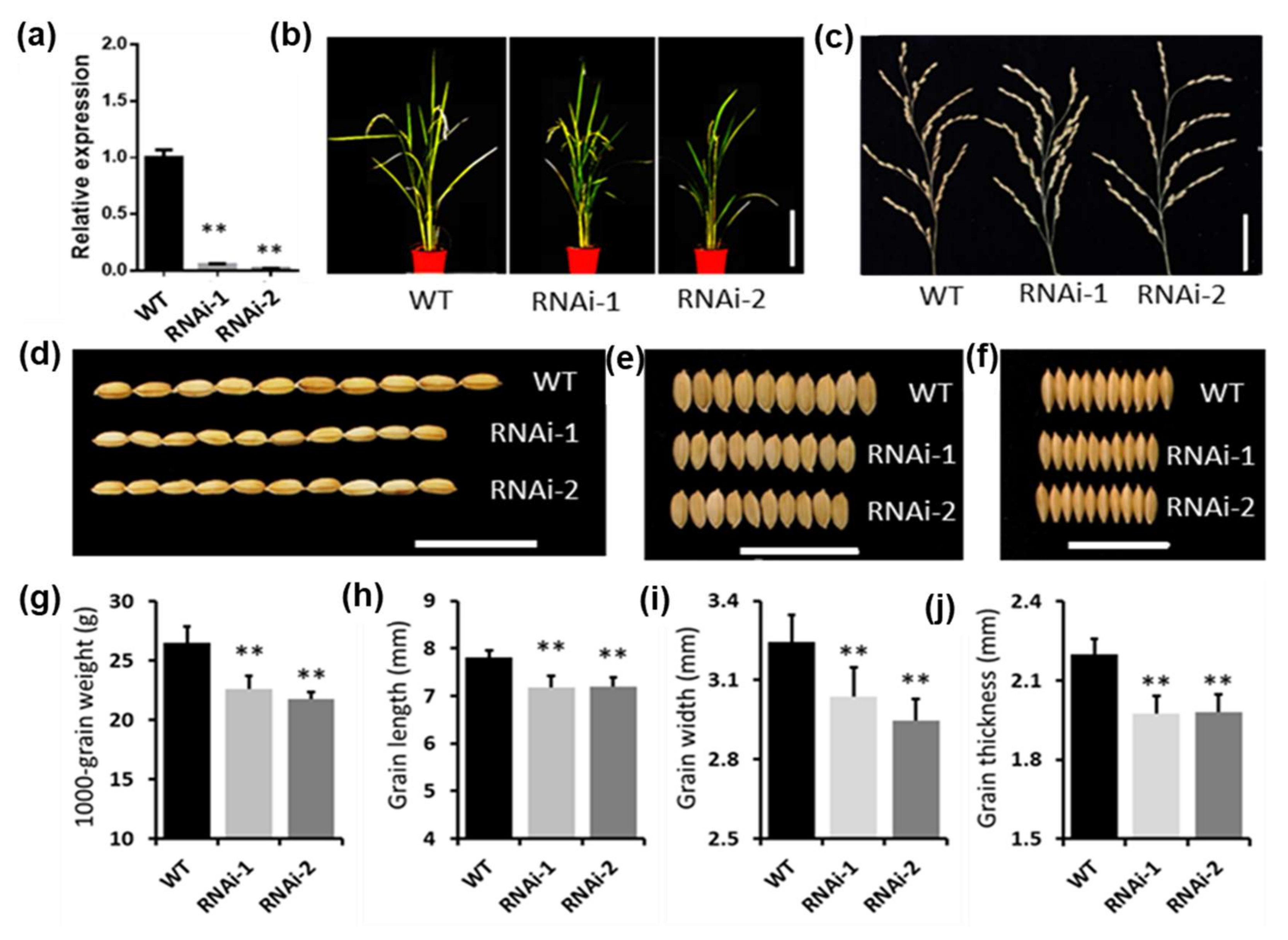 Ijms 22 04742 g006 Ijms 22 04742 g006