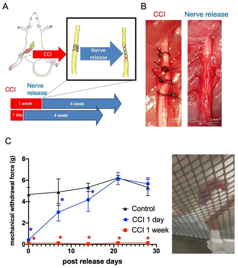 https://www.mdpi.com/ijms/ijms-22-04746/article_deploy/html/images/ijms-22-04746-g001-550.jpg