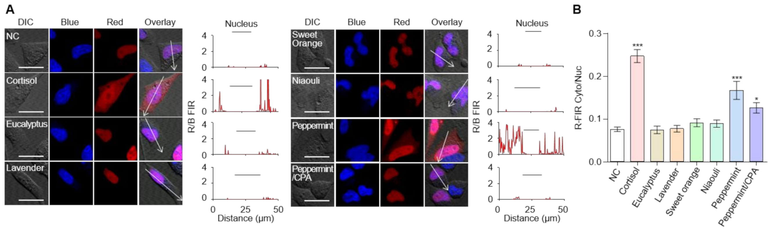 Ijms 22 04747 g004 Ijms 22 04747 g004