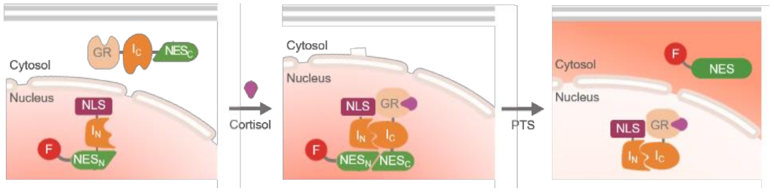 Ijms 22 04747 sch002 Ijms 22 04747 sch002