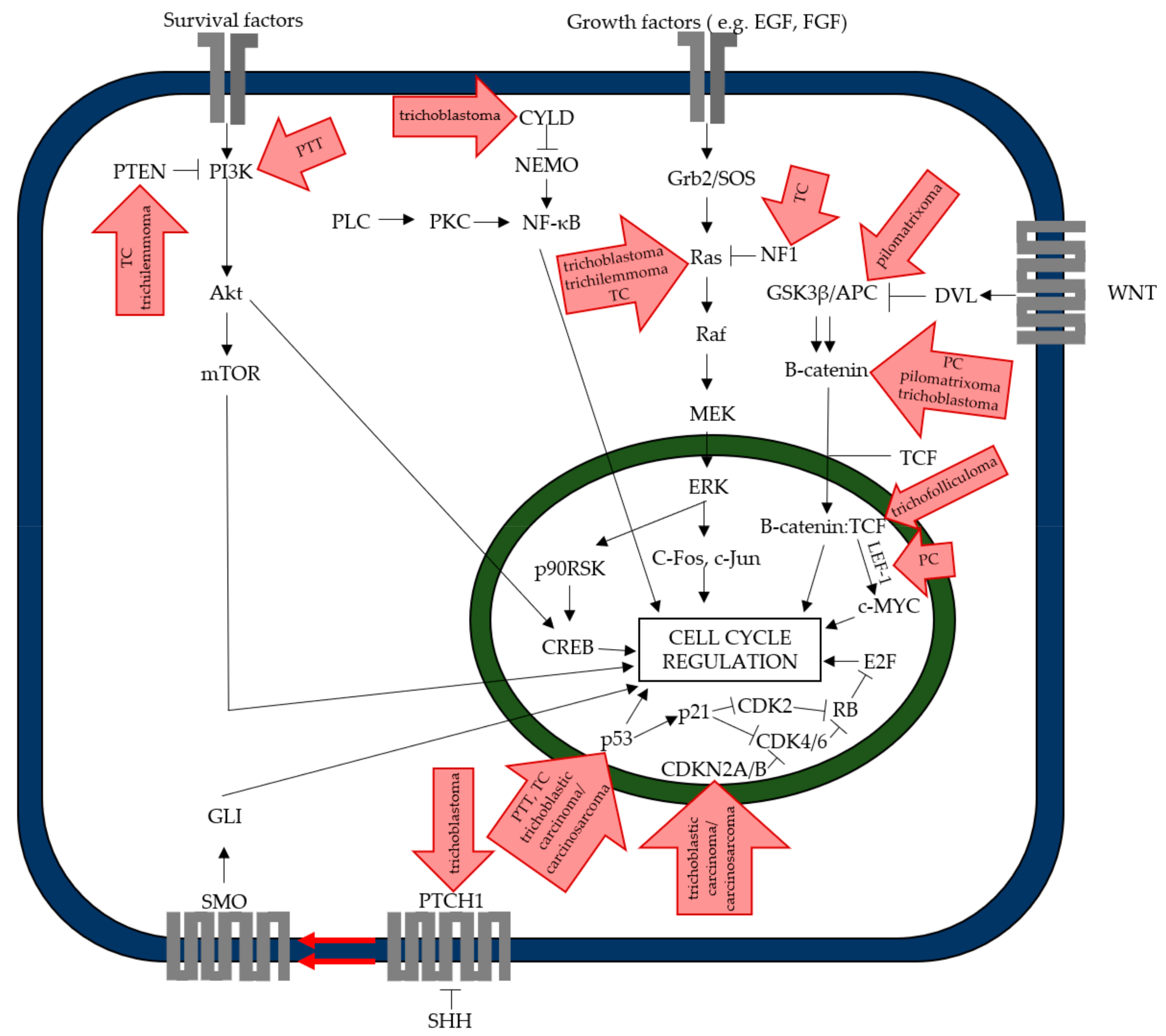 Ijms 22 04759 g002 Ijms 22 04759 g002