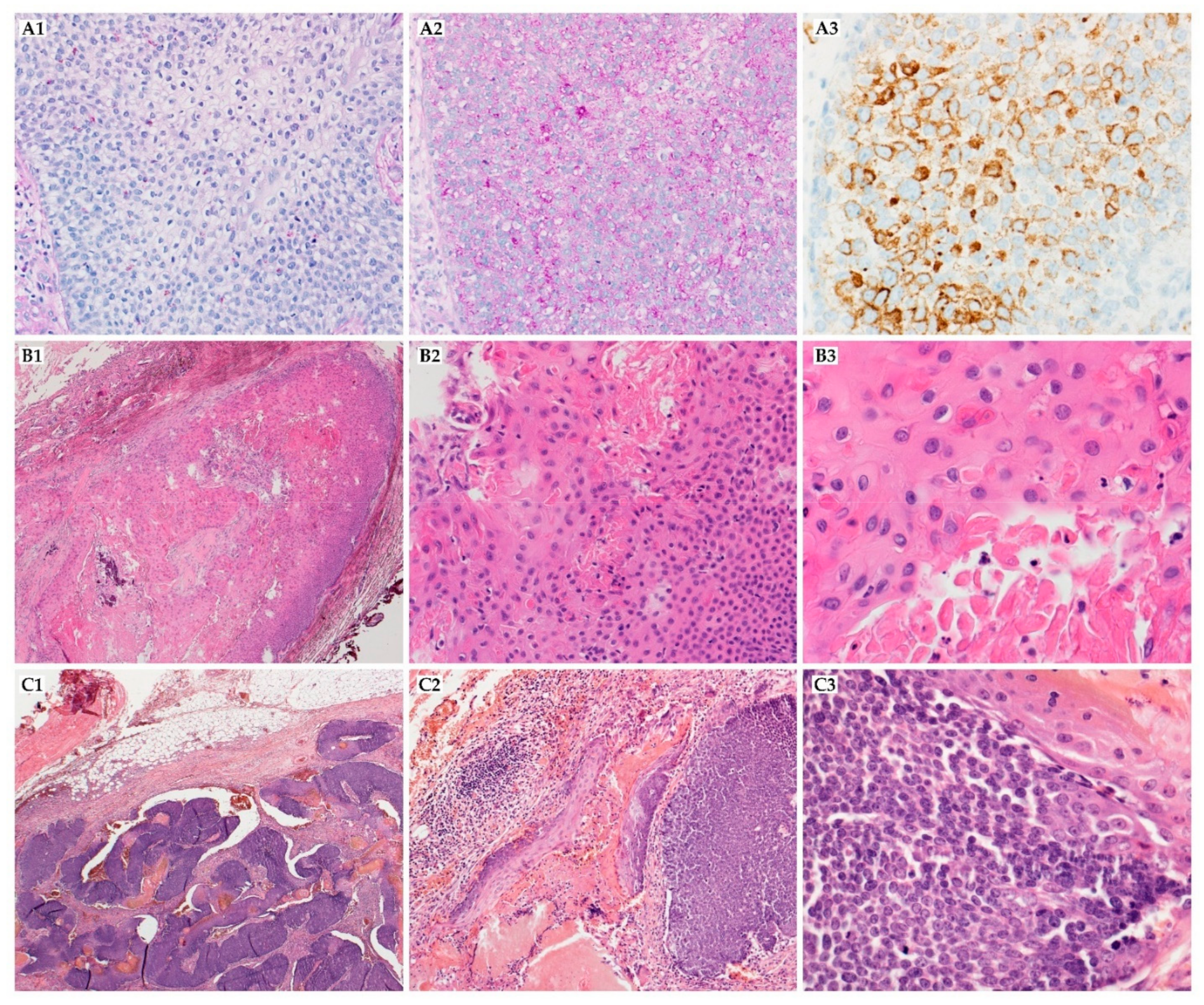 Ijms 22 04759 g003 Ijms 22 04759 g003