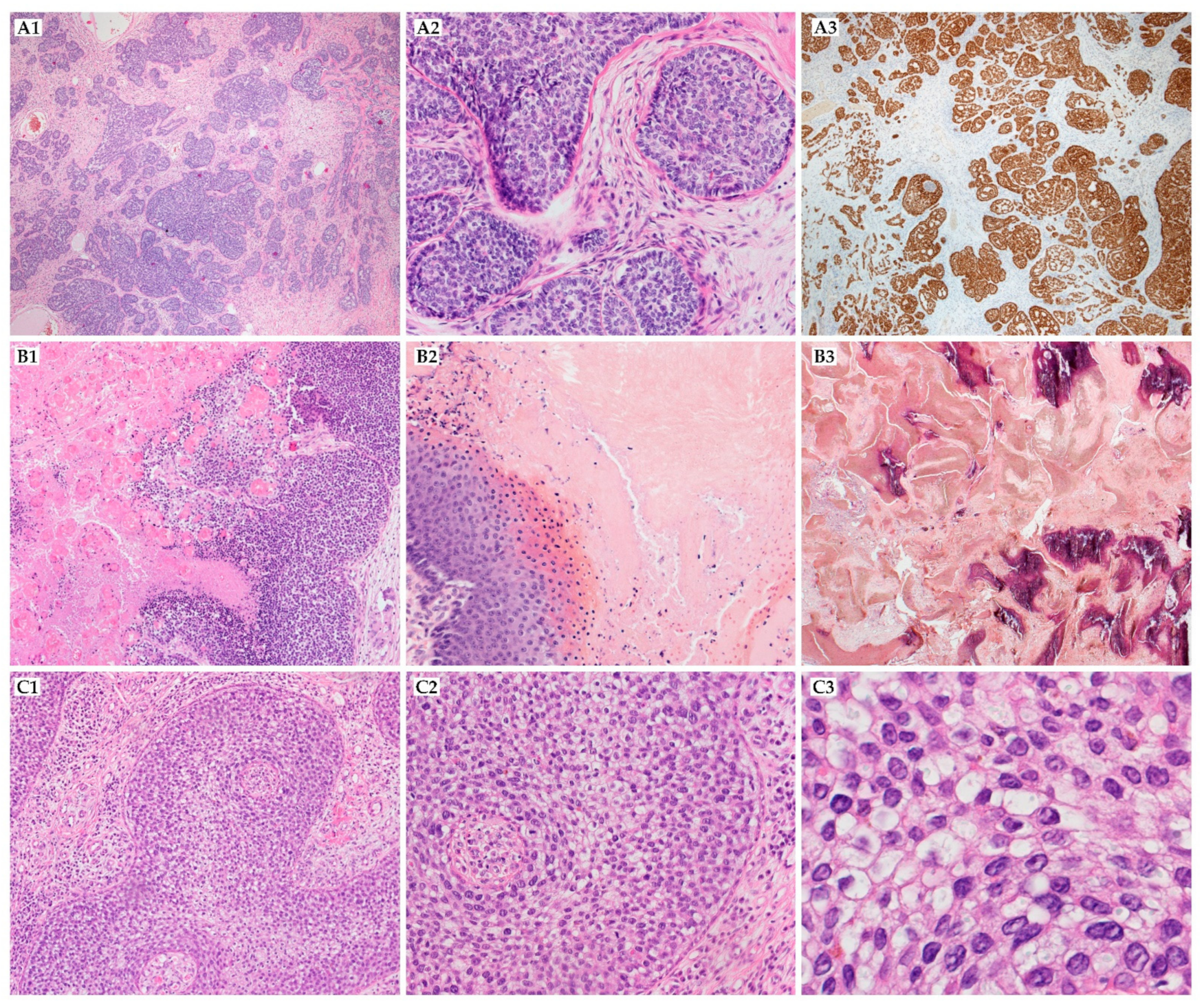 Ijms 22 04759 g005 Ijms 22 04759 g005