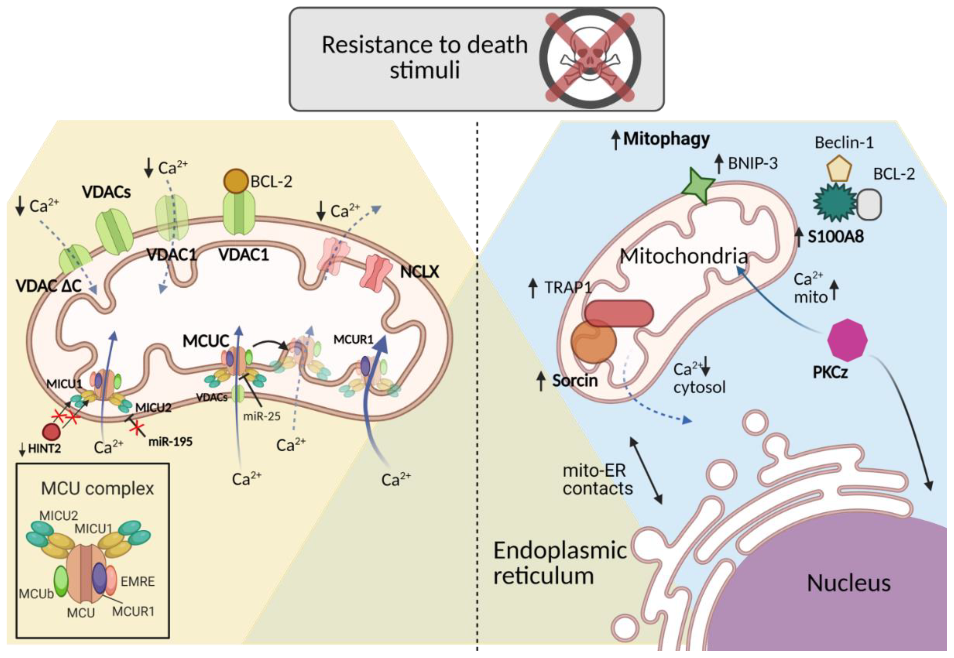 Ijms 22 04770 g002 Ijms 22 04770 g002