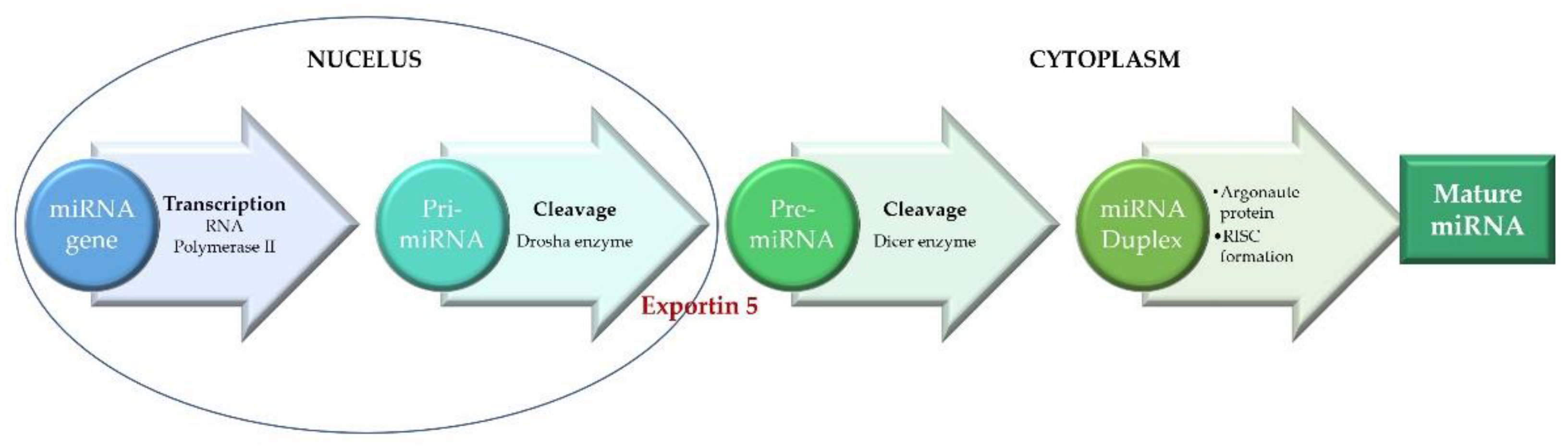 Ijms 22 04799 g001 Ijms 22 04799 g001